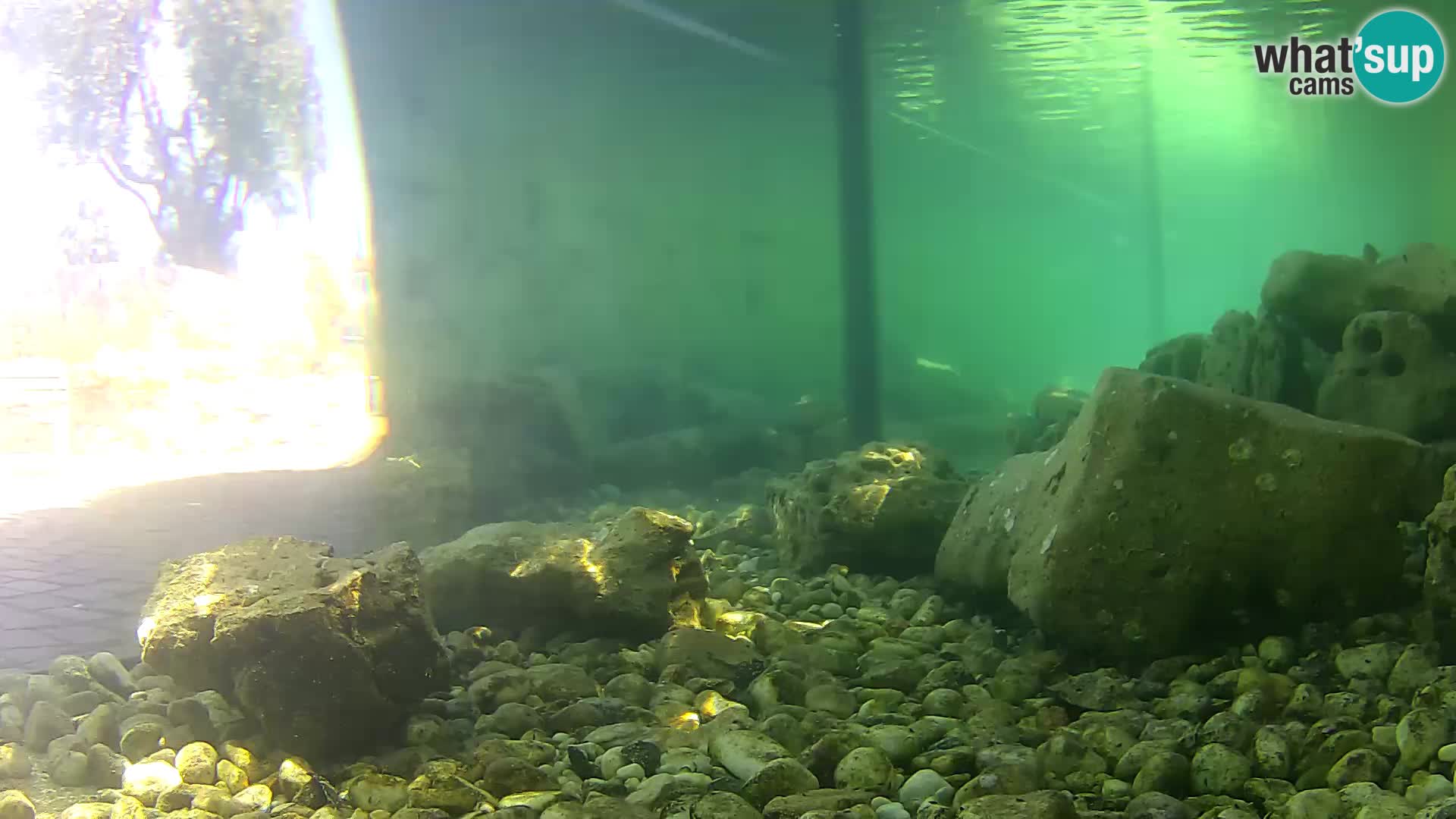 Webcam de l’aquarium marin extérieur de Rogoznica Croatie