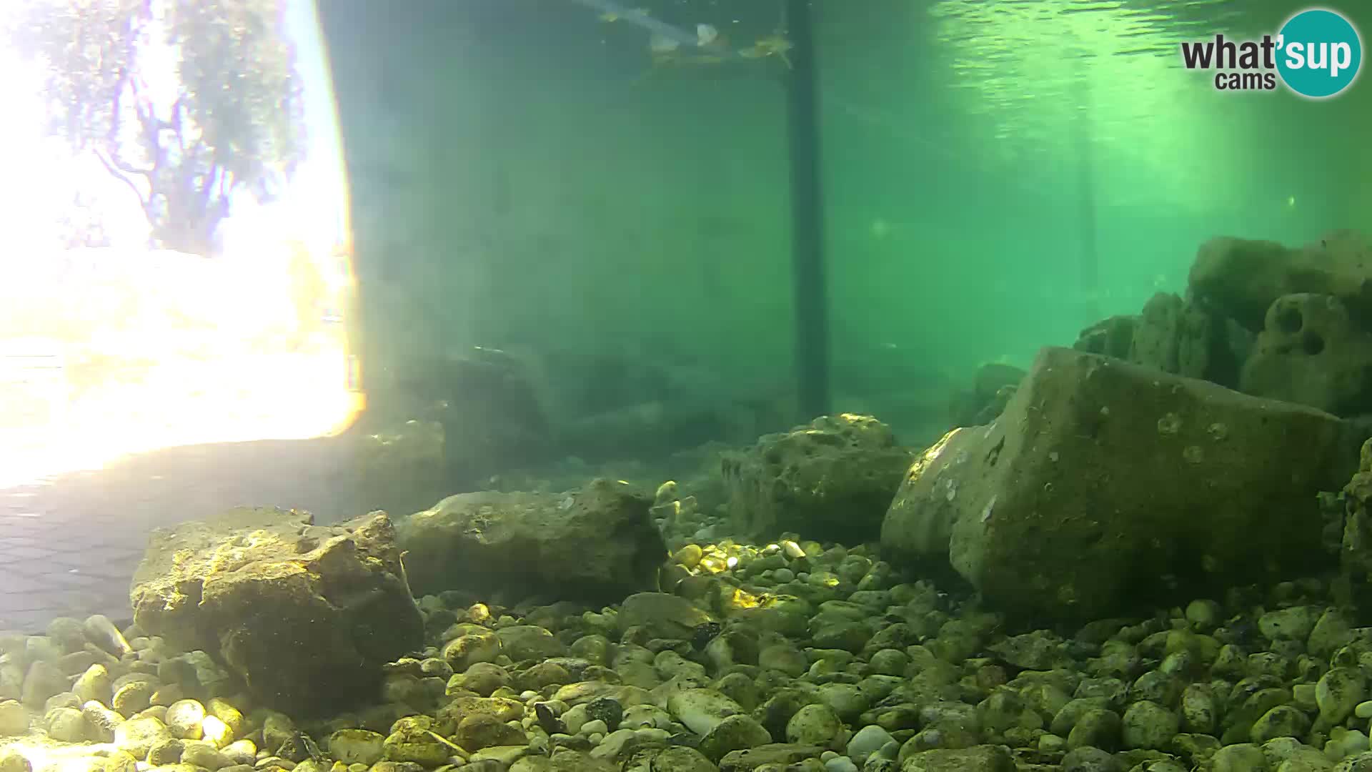 Webcam de l’aquarium marin extérieur de Rogoznica Croatie