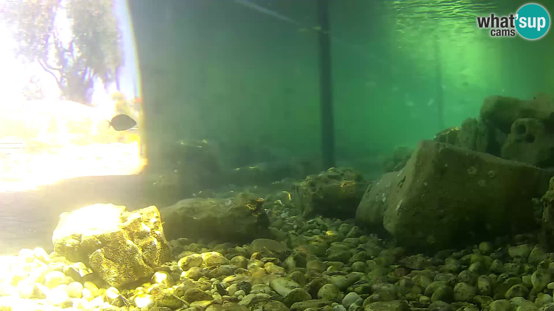 Aquario marino esterno –  Rogoznica livecam Croazia