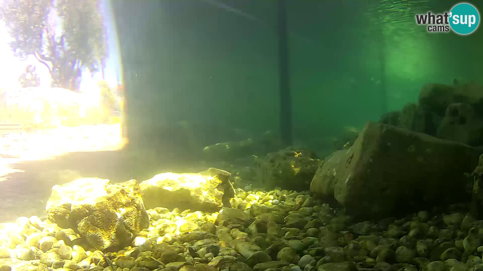 Outdoor Marine Aquarium Rogoznica webcam Croatia