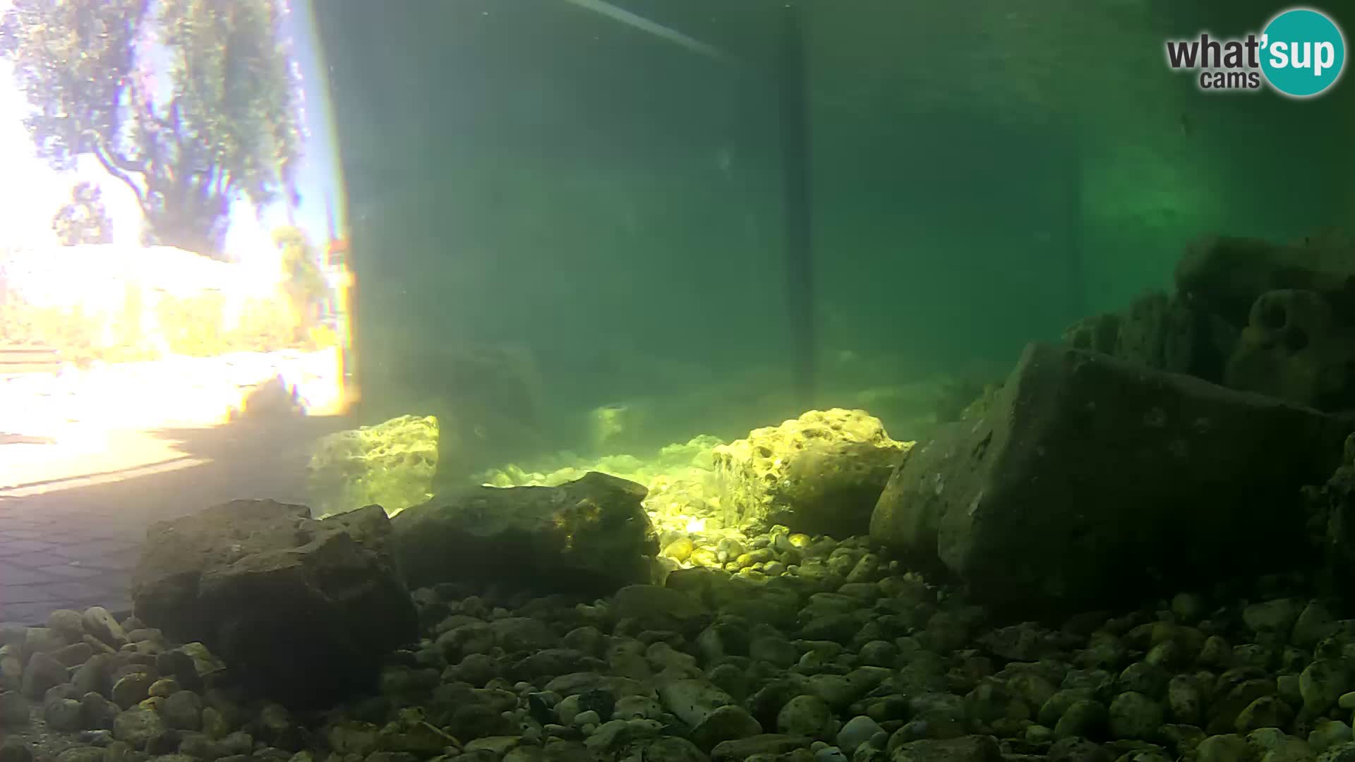 Webcam de l’aquarium marin extérieur de Rogoznica Croatie