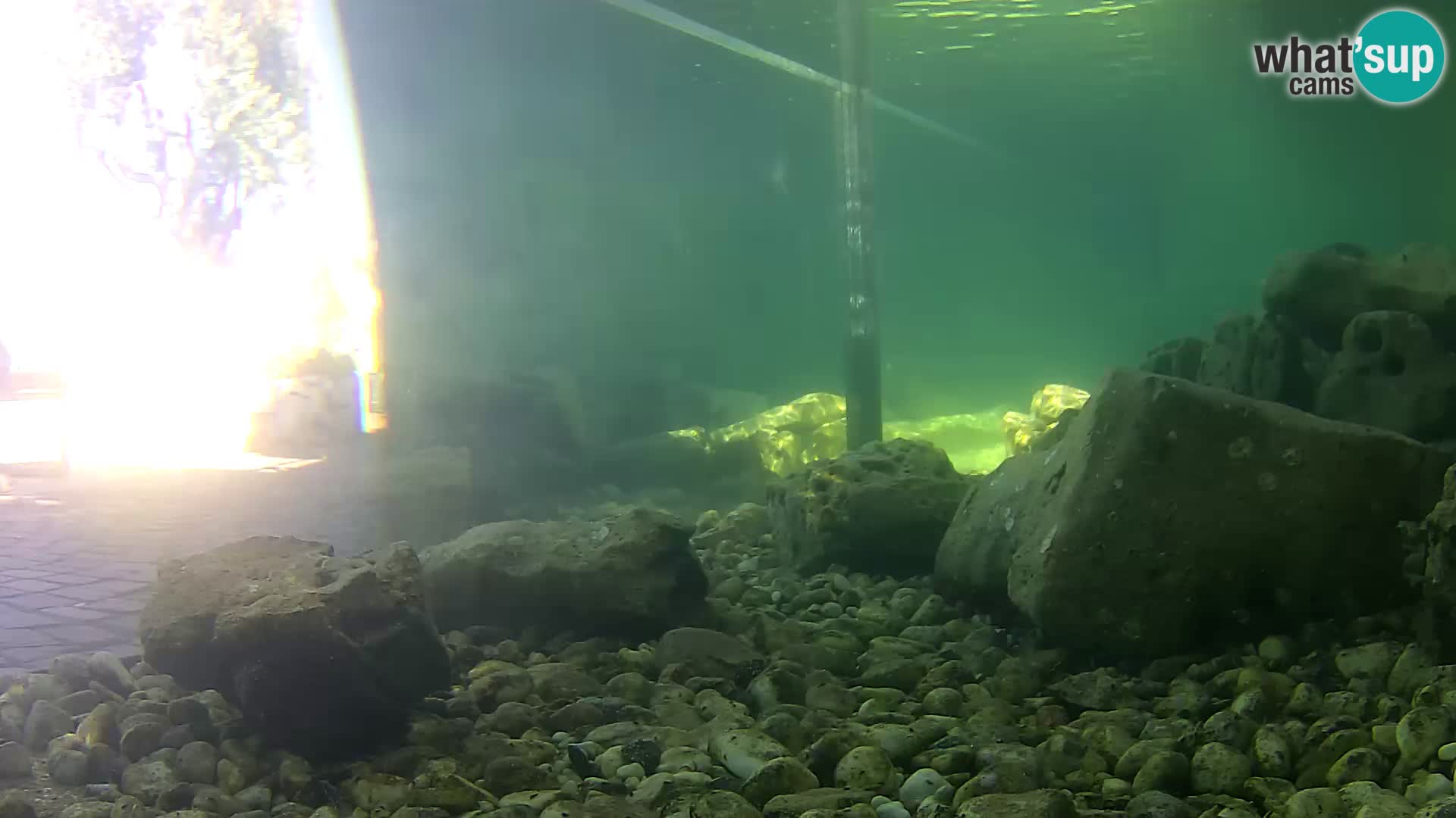 Acuario marino al aire libre Rogoznica webcam Croacia