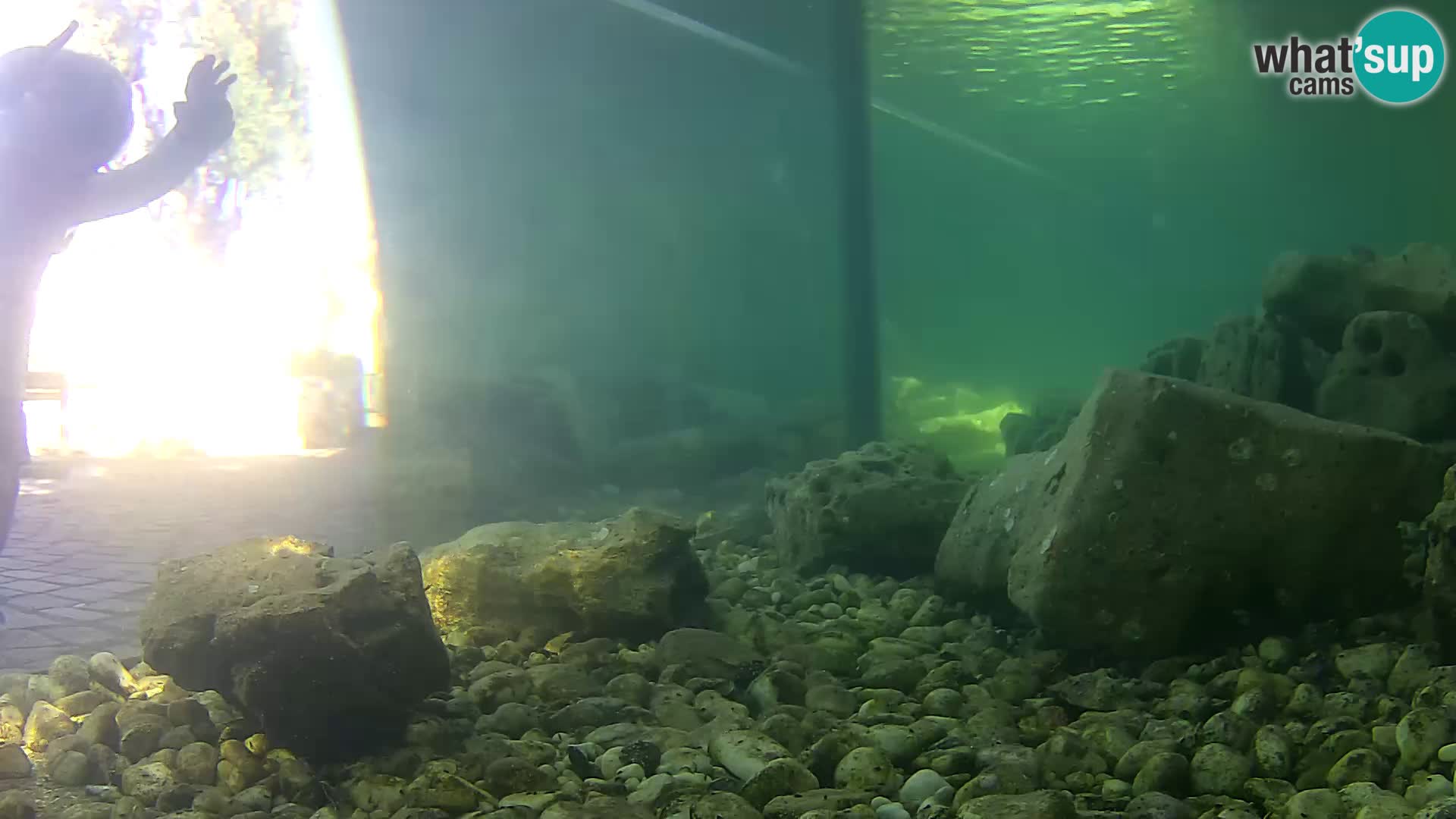 Acuario marino al aire libre Rogoznica webcam Croacia