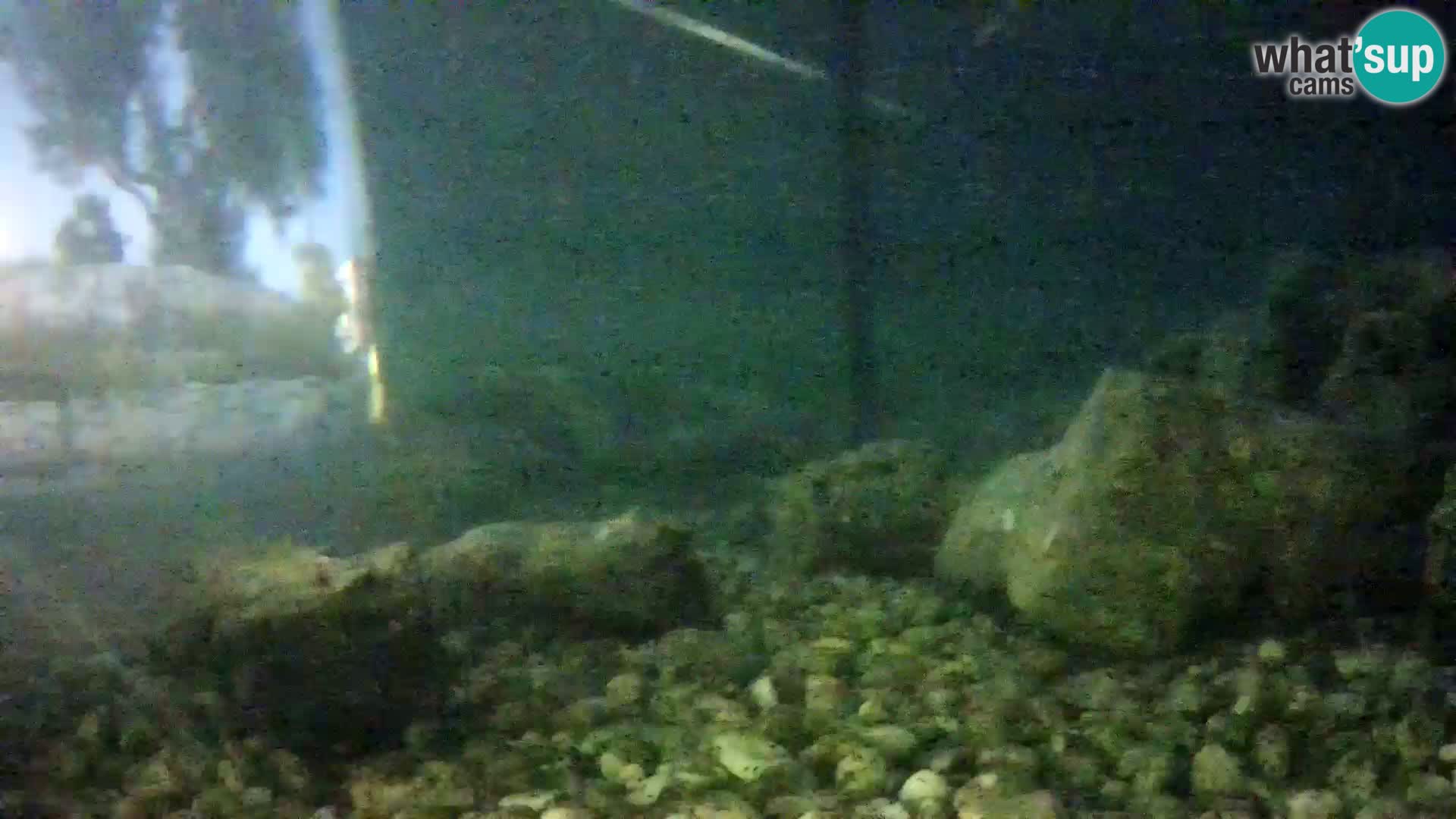 Zunanji morski akvarij Rogoznica spletna kamera Hrvaška