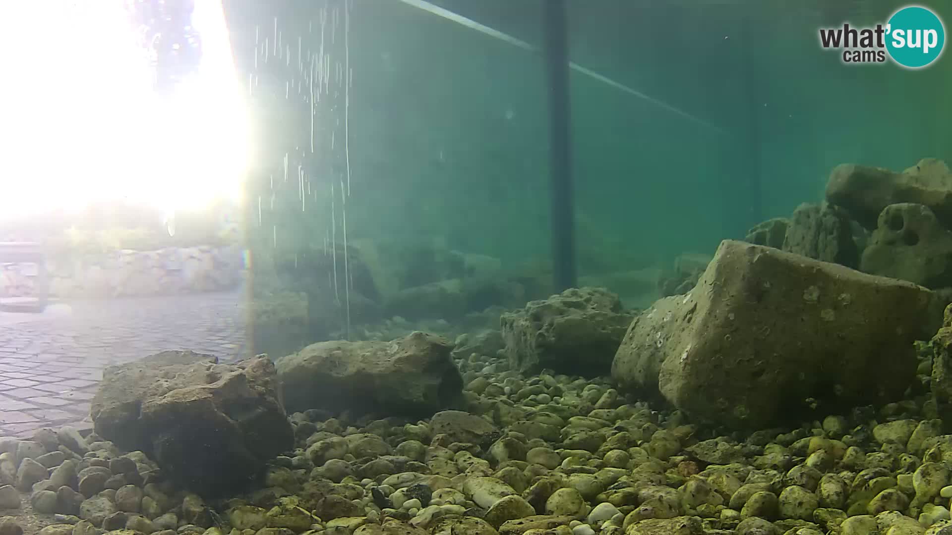 Acuario marino al aire libre Rogoznica webcam Croacia
