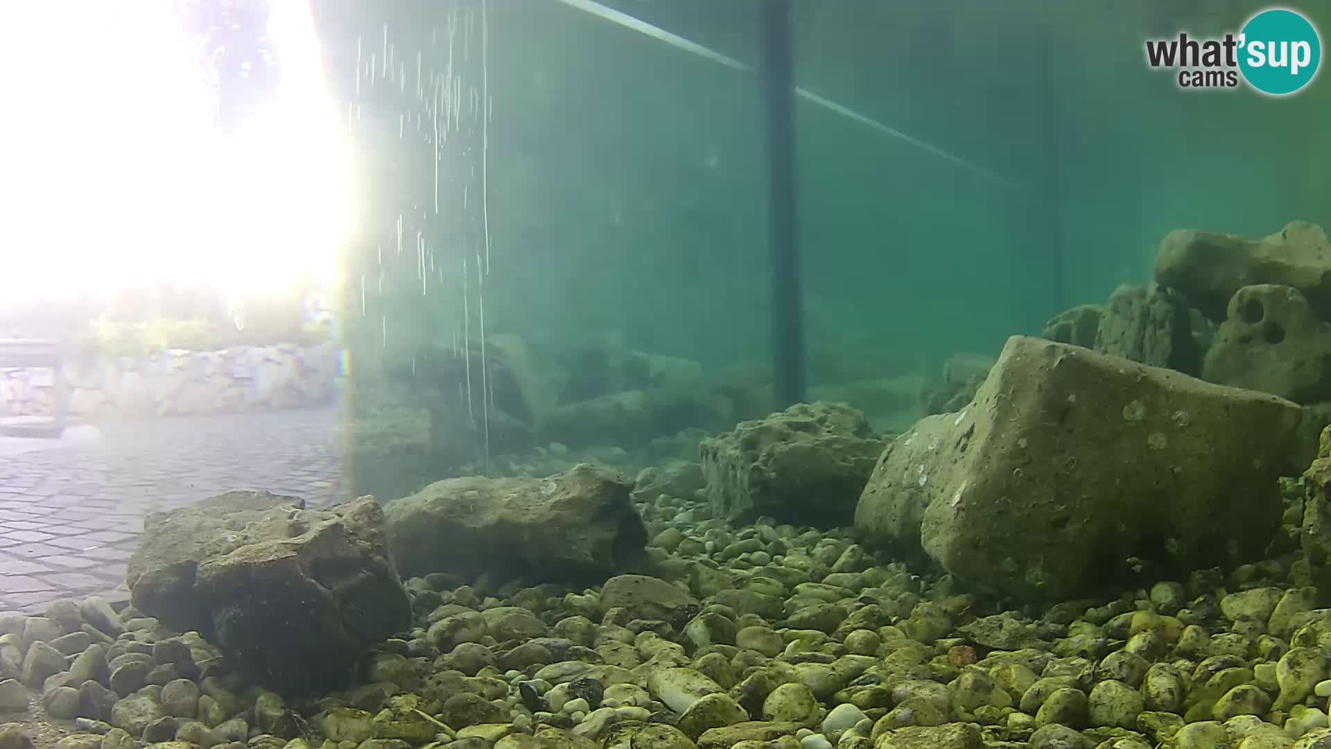Acuario marino al aire libre Rogoznica webcam Croacia