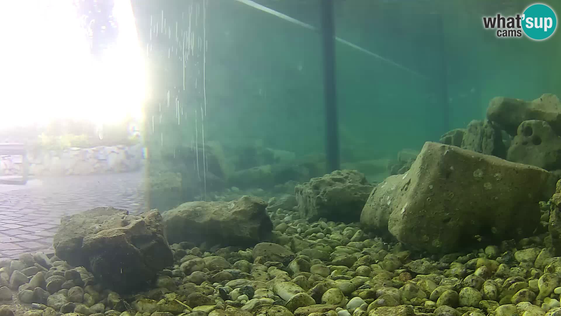 Acuario marino al aire libre Rogoznica webcam Croacia