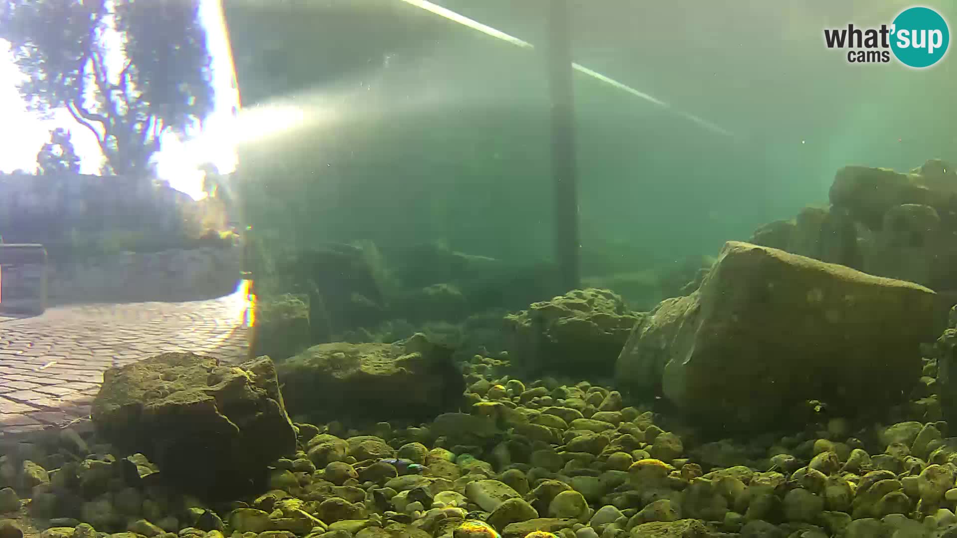 Acuario marino al aire libre Rogoznica webcam Croacia