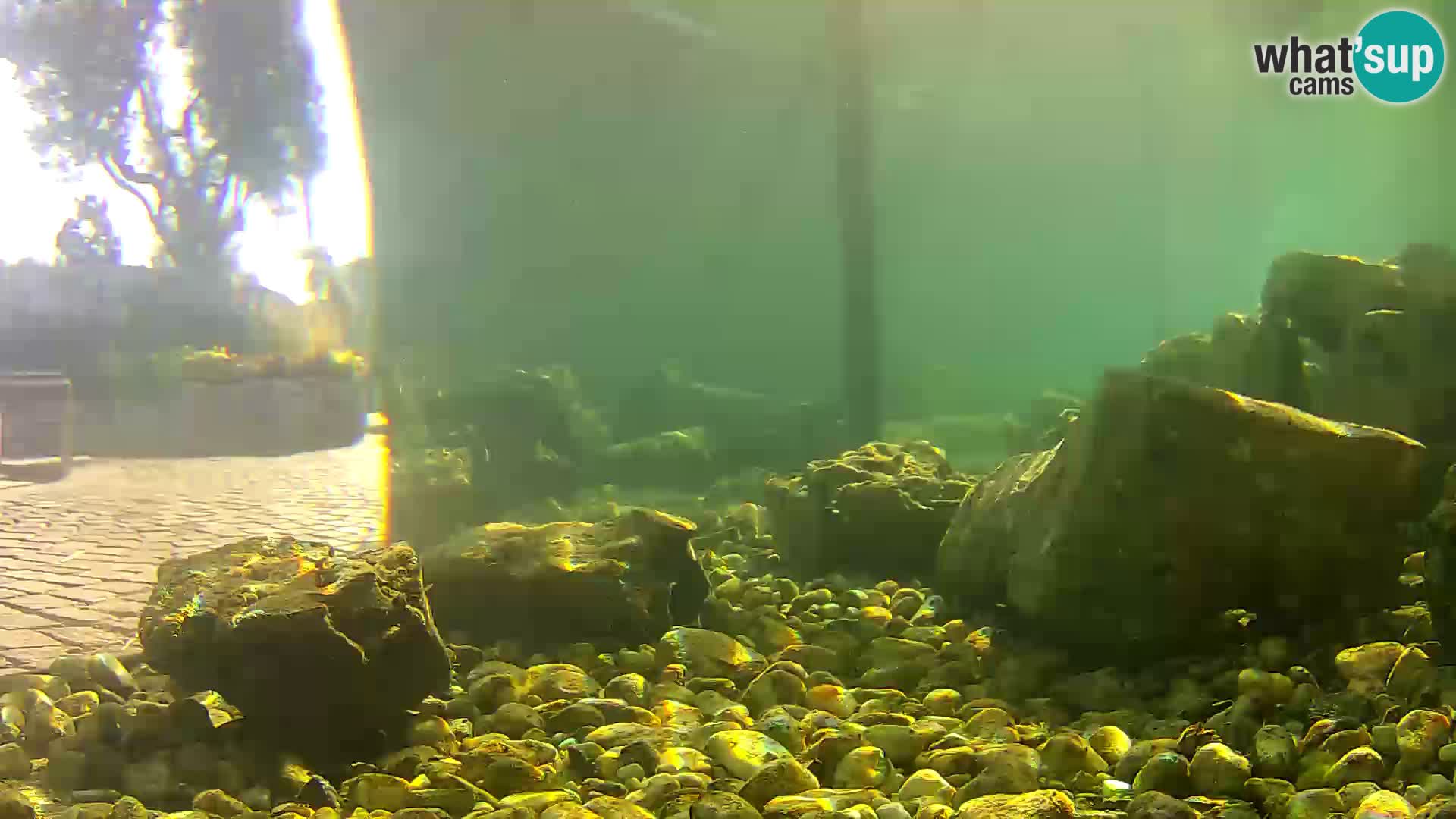 Outdoor Marine Aquarium Rogoznica webcam Croatia