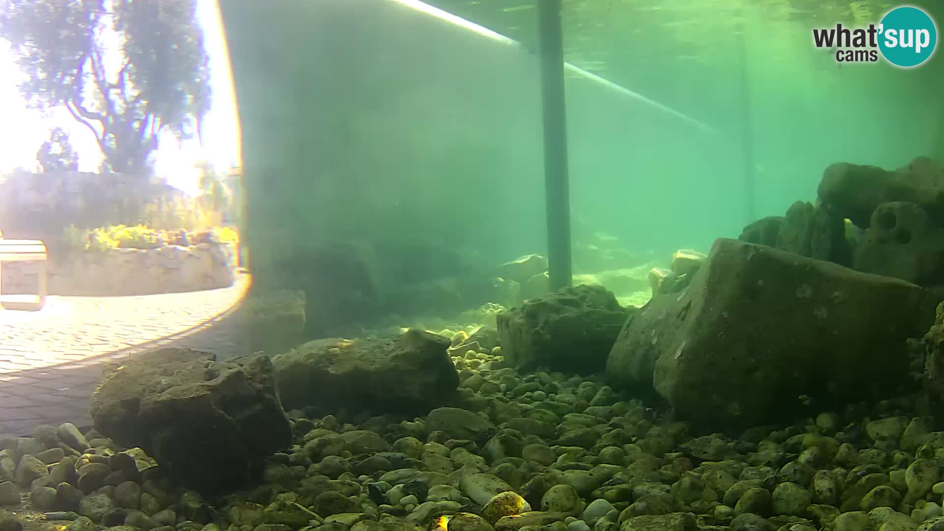 Aquario marino esterno –  Rogoznica livecam Croazia