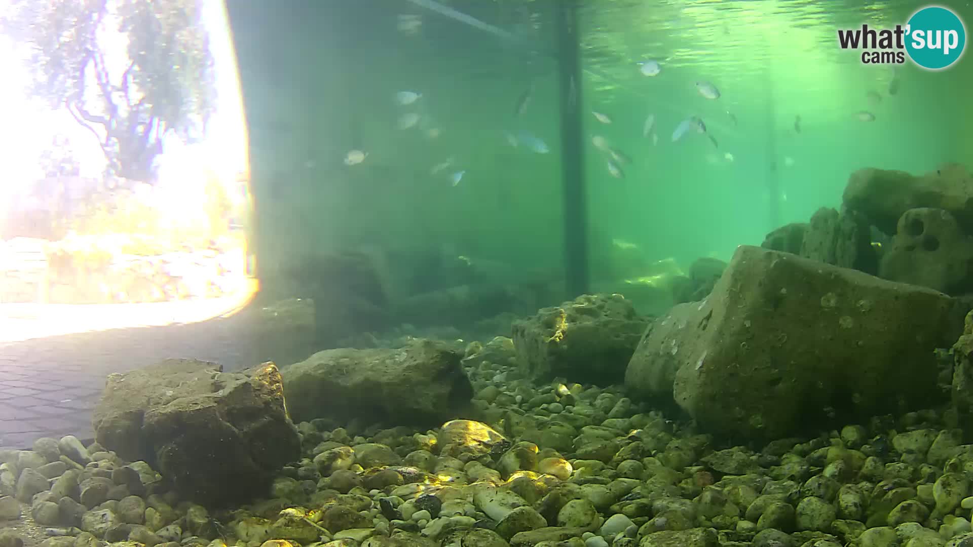 Acuario marino al aire libre Rogoznica webcam Croacia