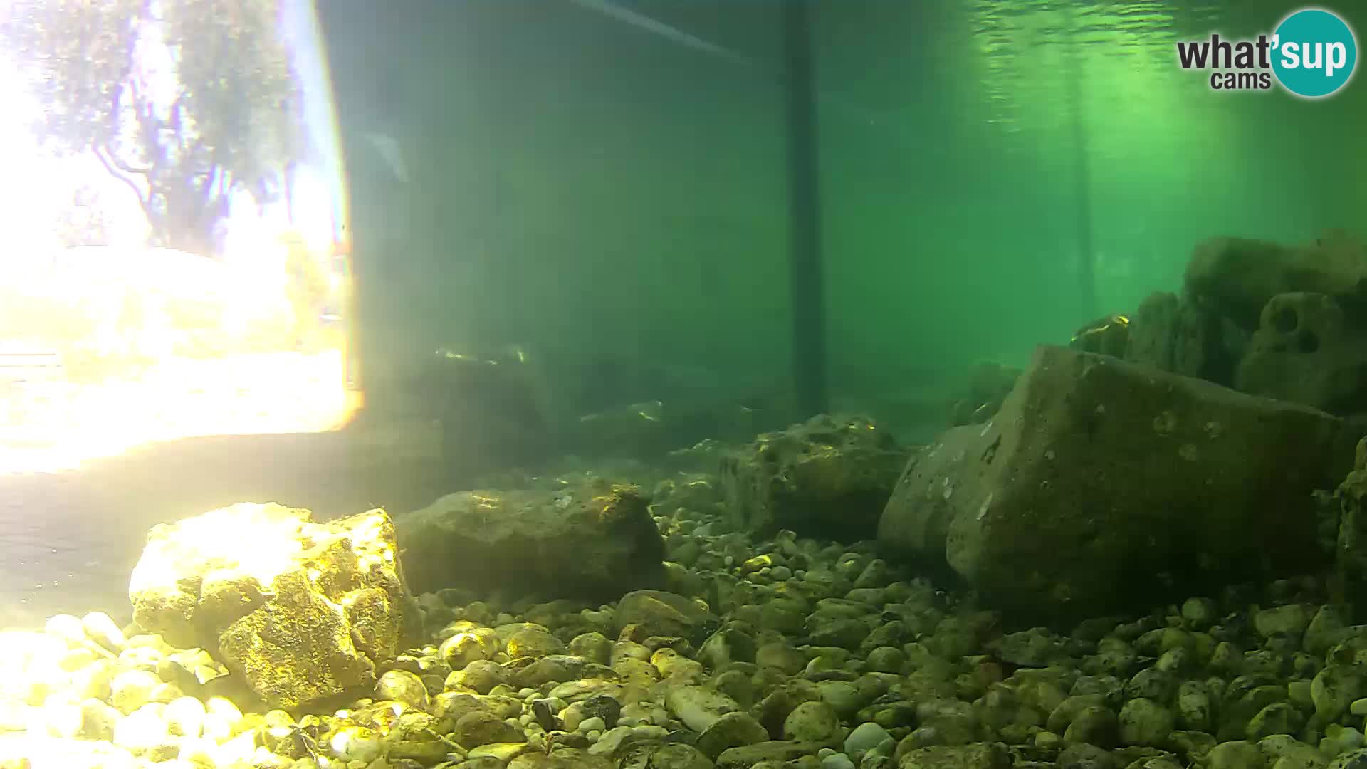 Outdoor Marine Aquarium Rogoznica webcam Croatia