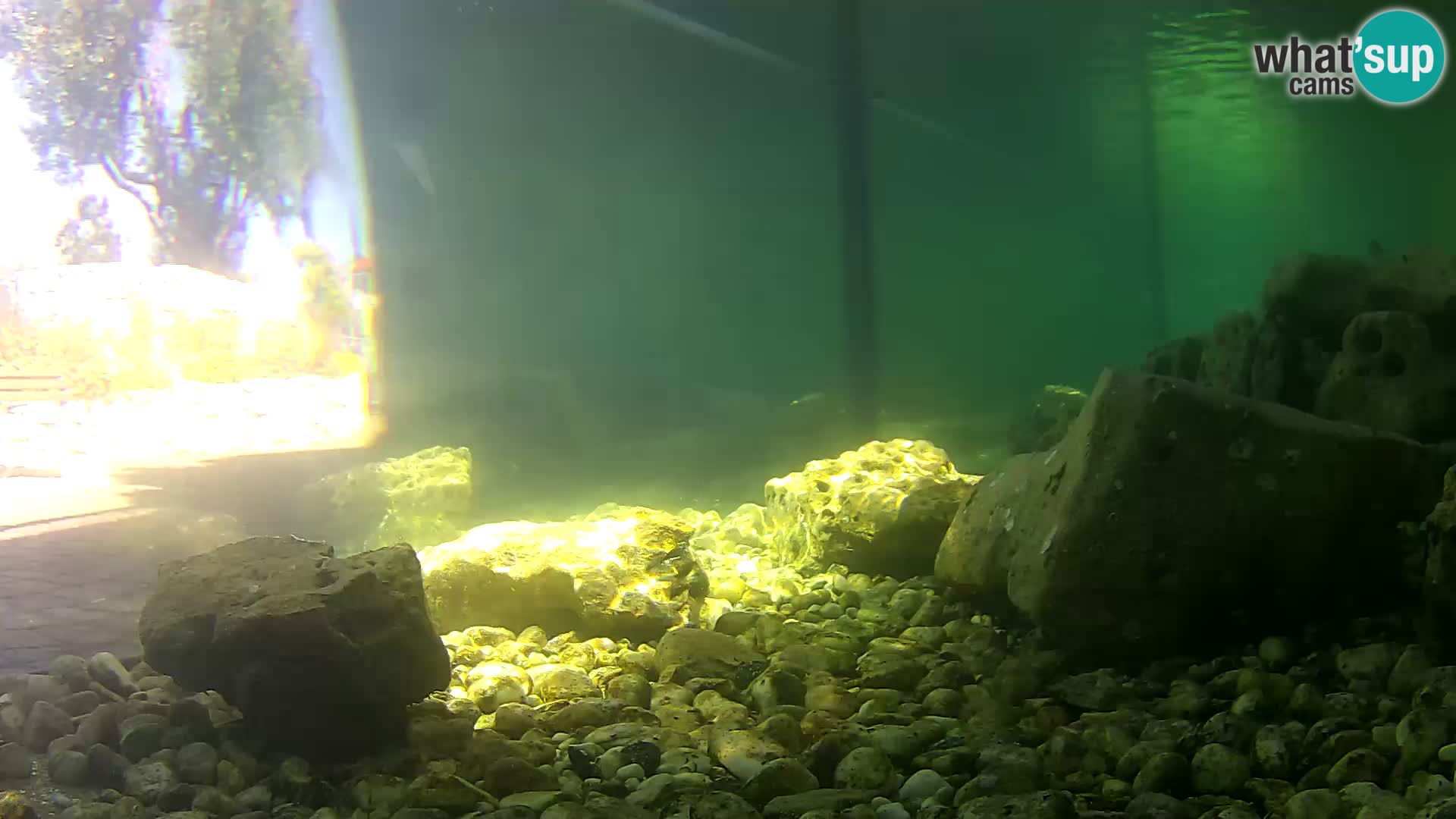 Outdoor Marine Aquarium Rogoznica webcam Croatia