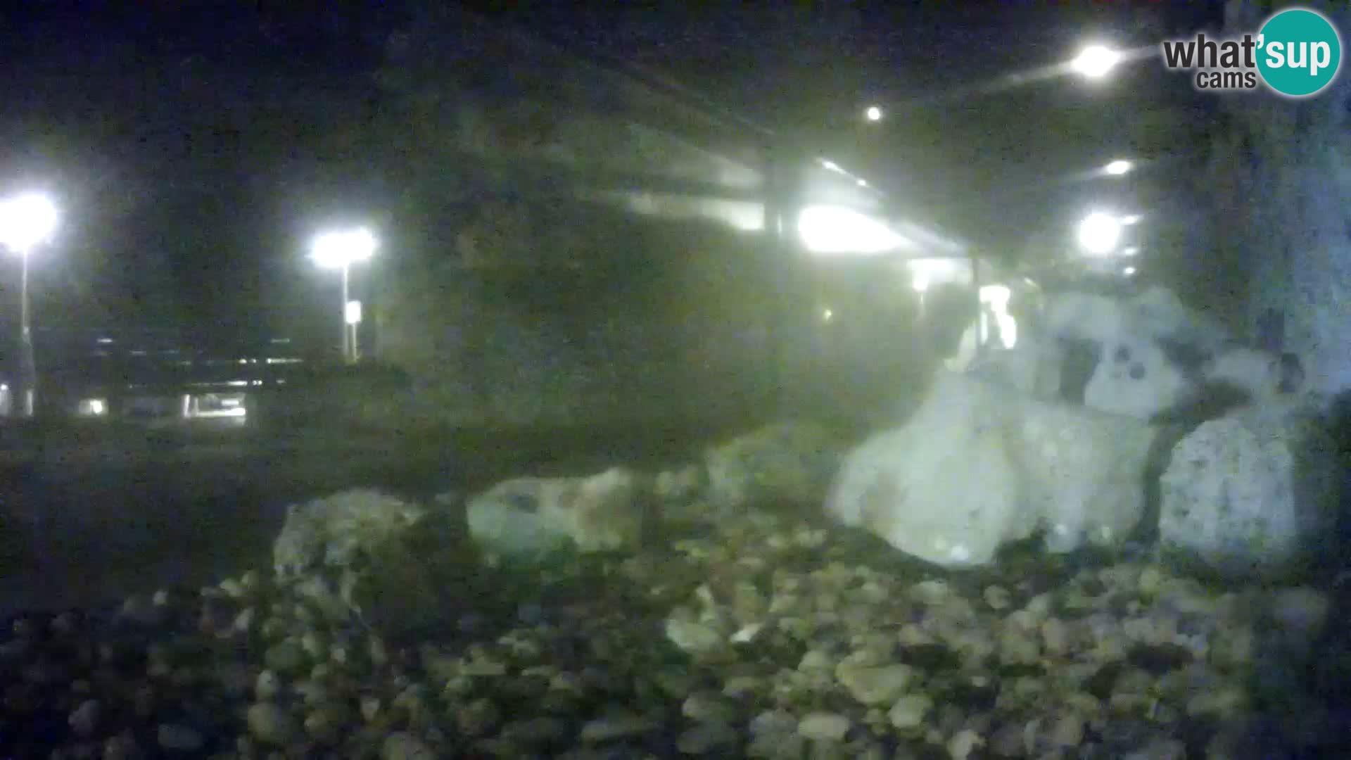 Vanjski morski akvarij Rogoznica web kamera Hrvatska