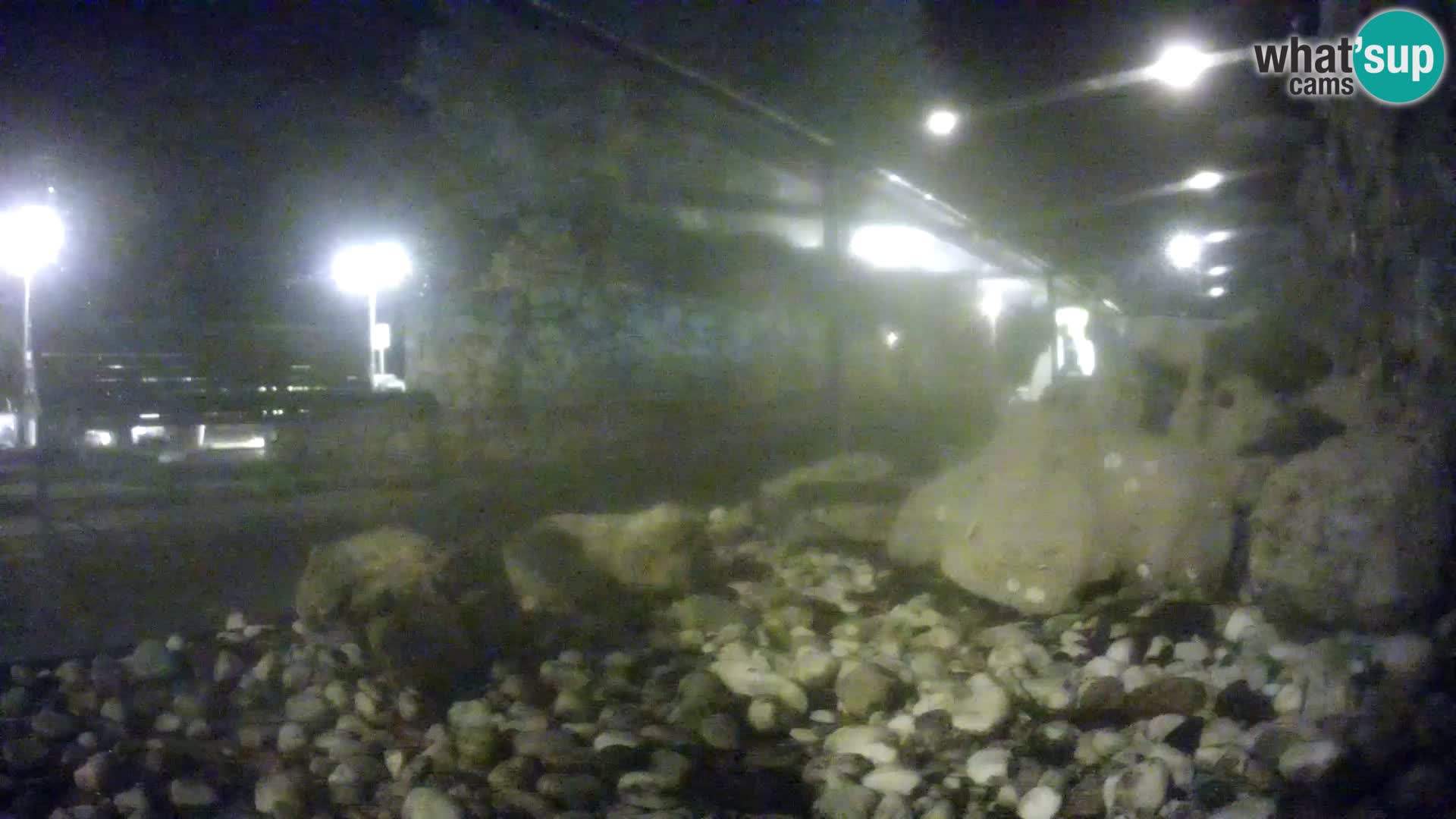 Outdoor Marine Aquarium Rogoznica webcam Croatia