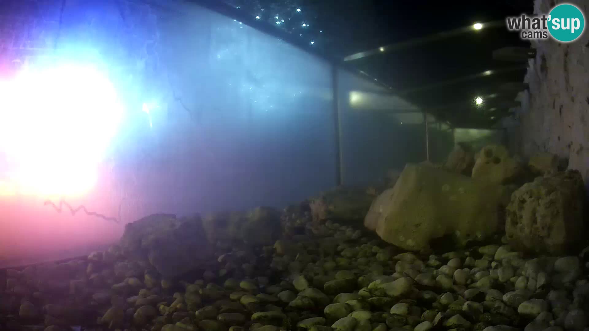 Vanjski morski akvarij Rogoznica web kamera Hrvatska