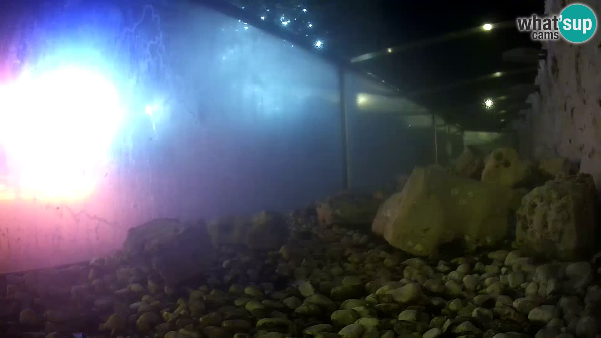 Aquario marino esterno –  Rogoznica livecam Croazia