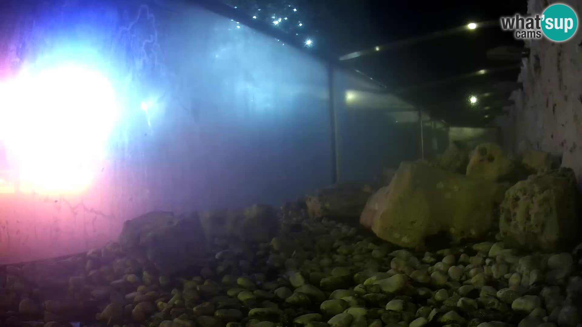 Aquario marino esterno –  Rogoznica livecam Croazia