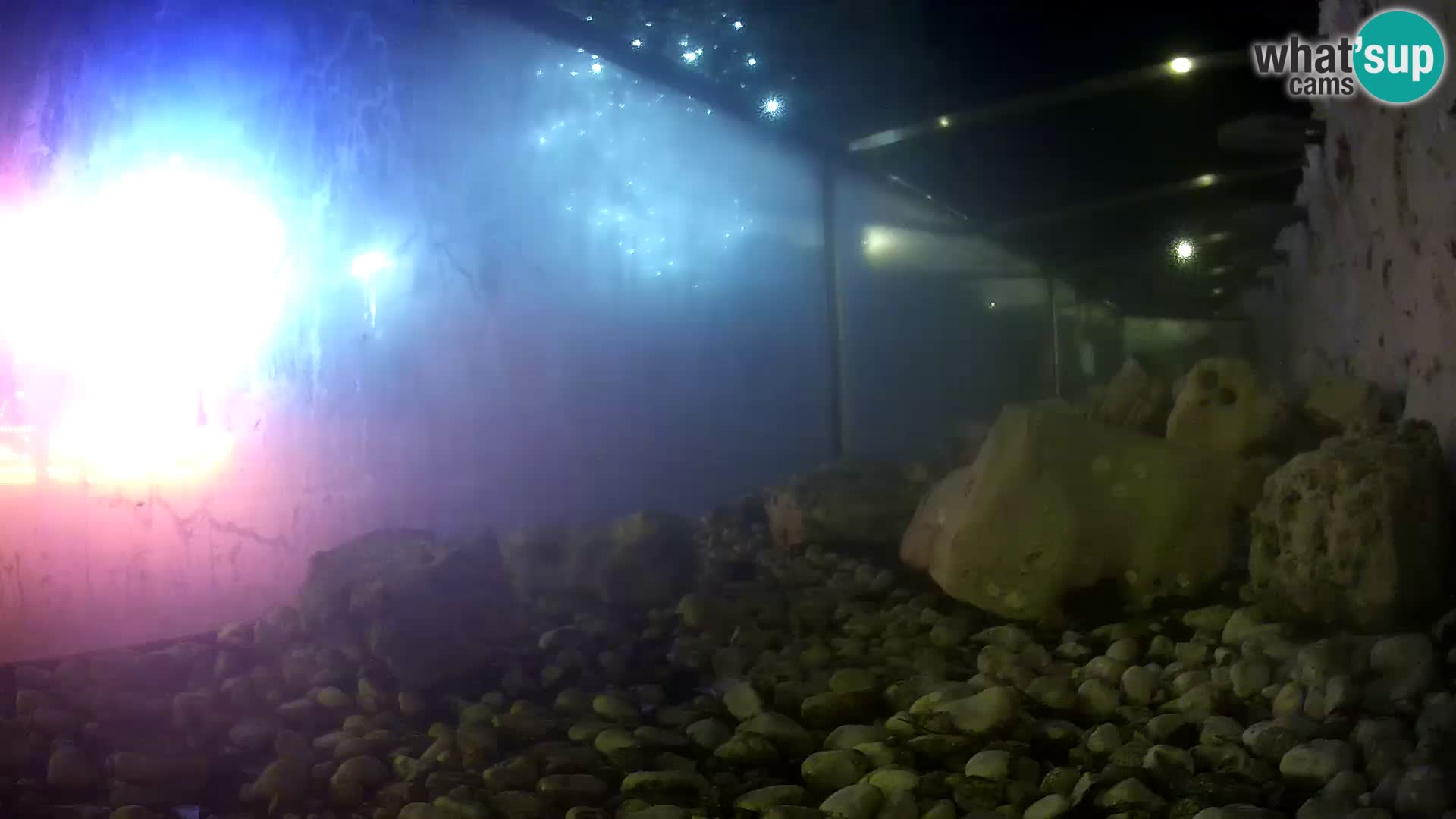 Zunanji morski akvarij Rogoznica spletna kamera Hrvaška