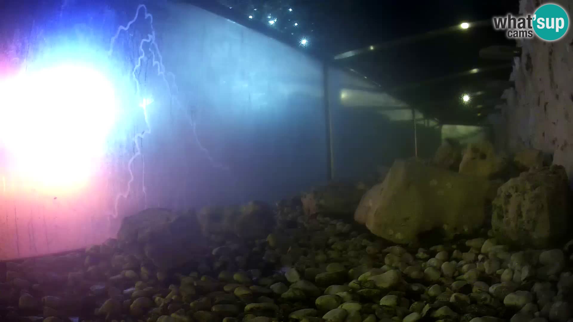 Aquario marino esterno – Rogoznica livecam Croazia