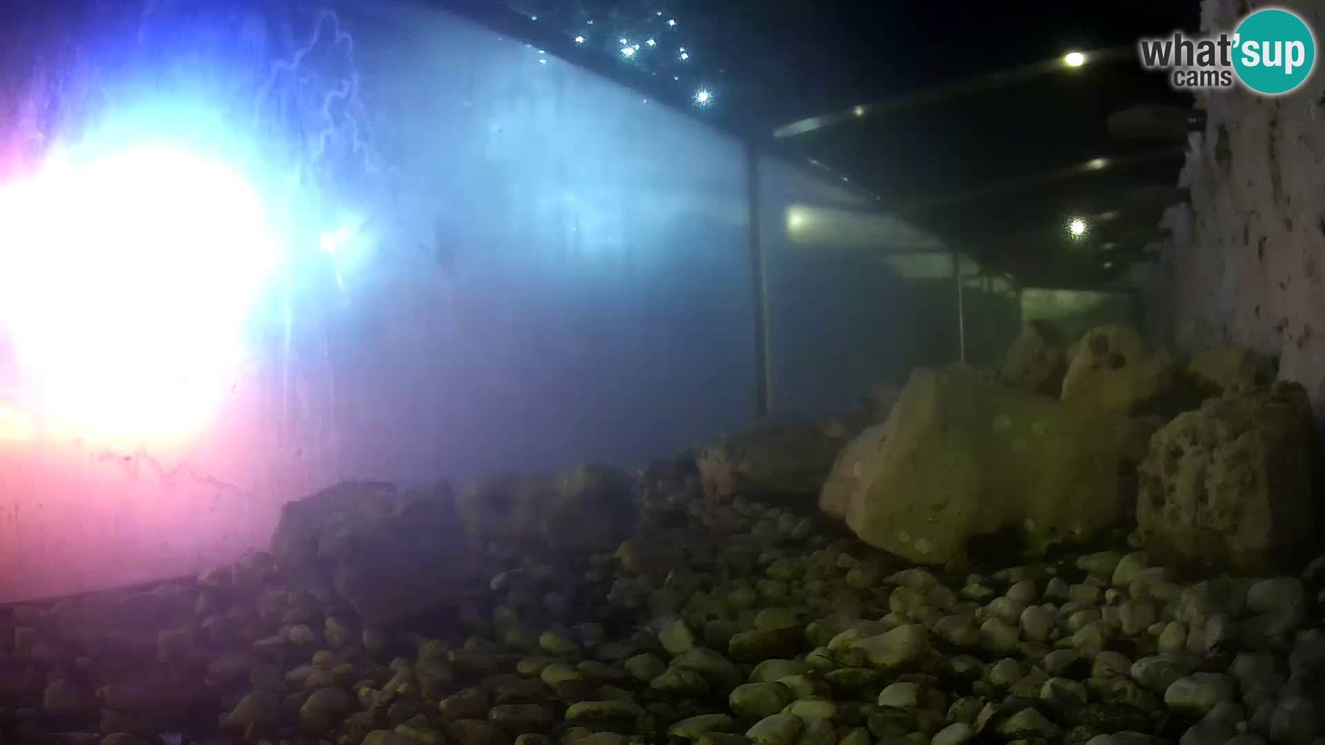 Aquario marino esterno –  Rogoznica livecam Croazia