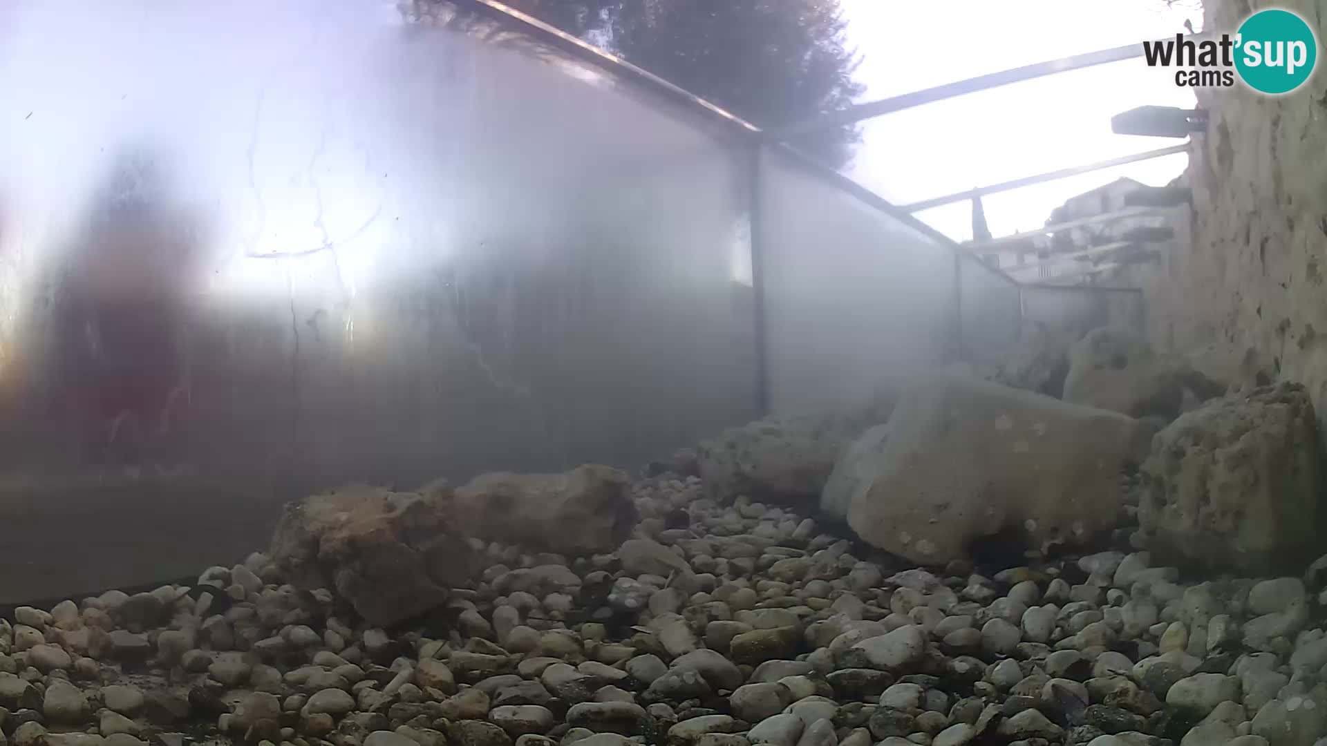 Aquario marino esterno –  Rogoznica livecam Croazia