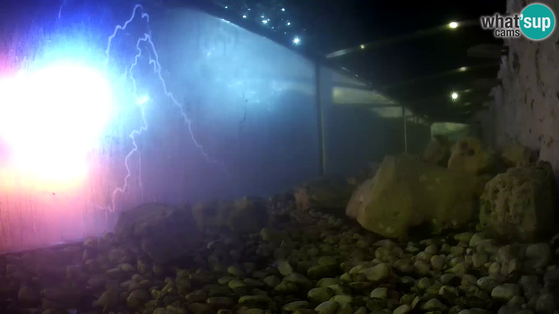 Acuario marino al aire libre Rogoznica webcam Croacia