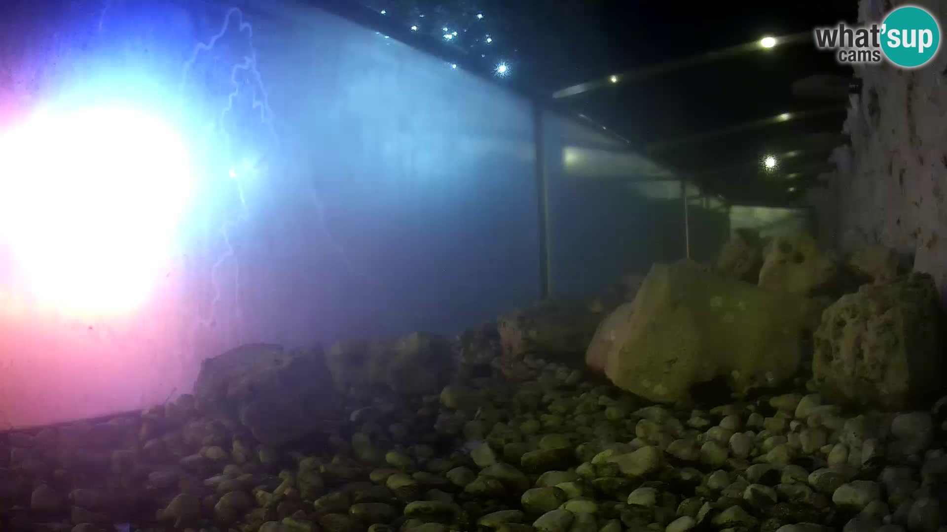 Acuario marino al aire libre Rogoznica webcam Croacia