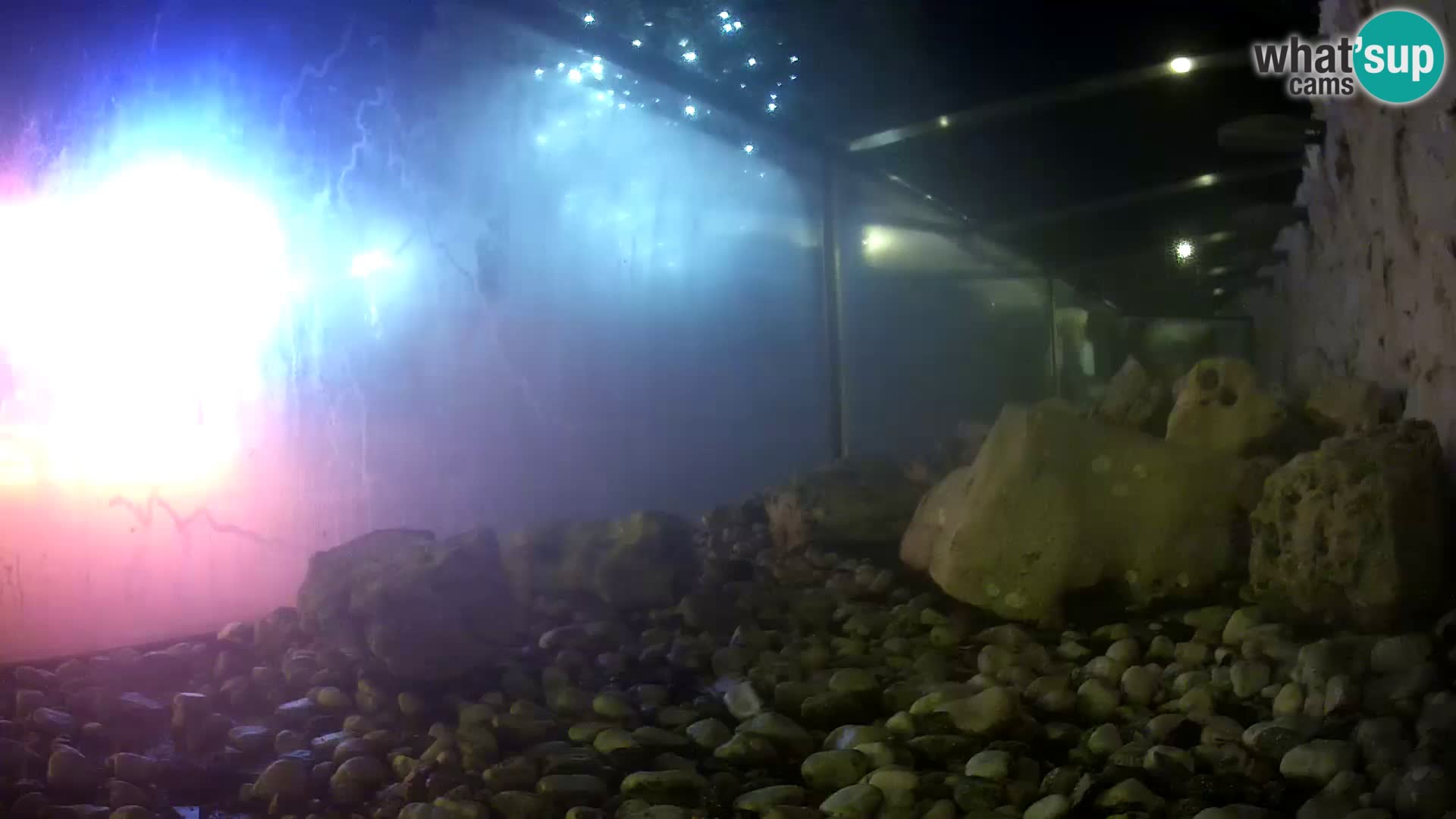 Aquario marino esterno –  Rogoznica livecam Croazia