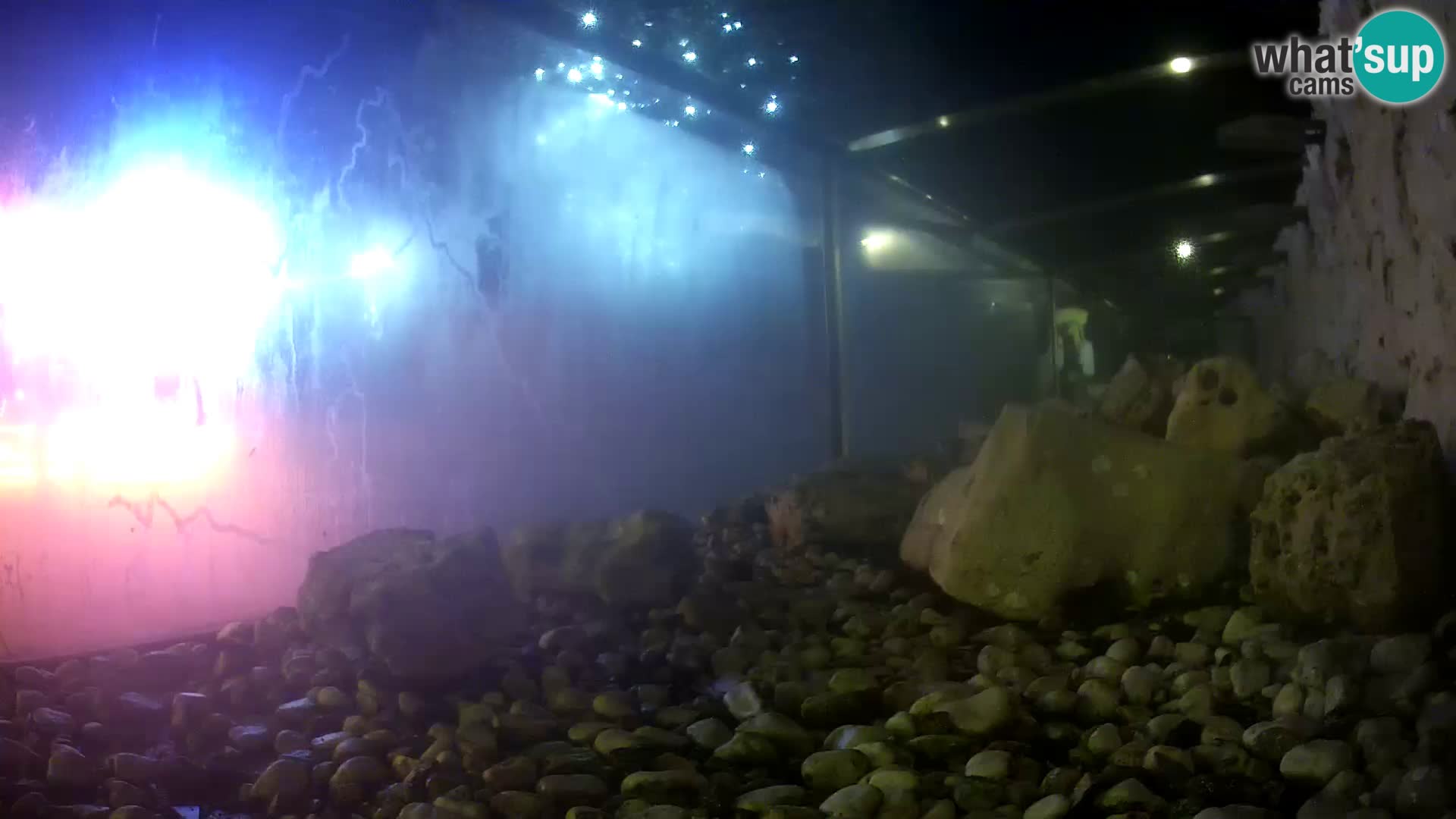 Acuario marino al aire libre Rogoznica webcam Croacia