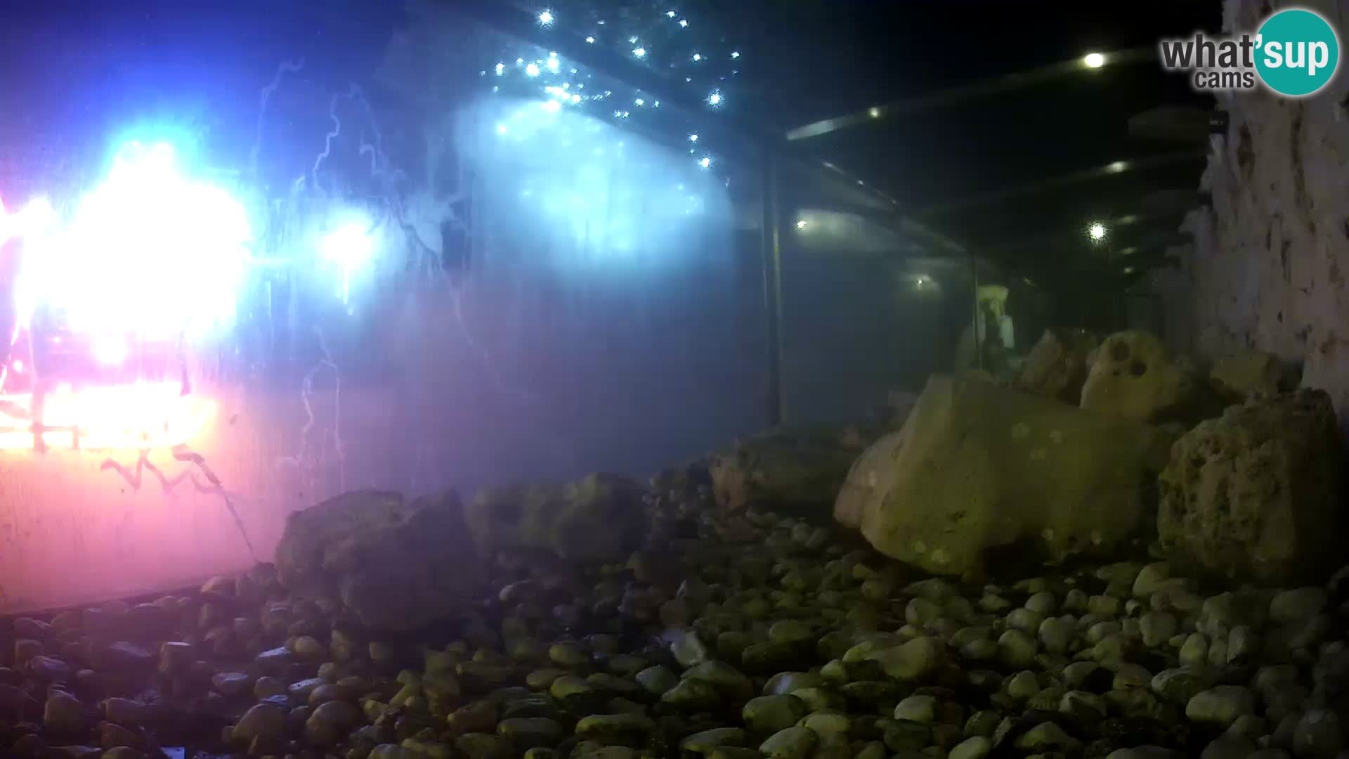 Acuario marino al aire libre Rogoznica webcam Croacia