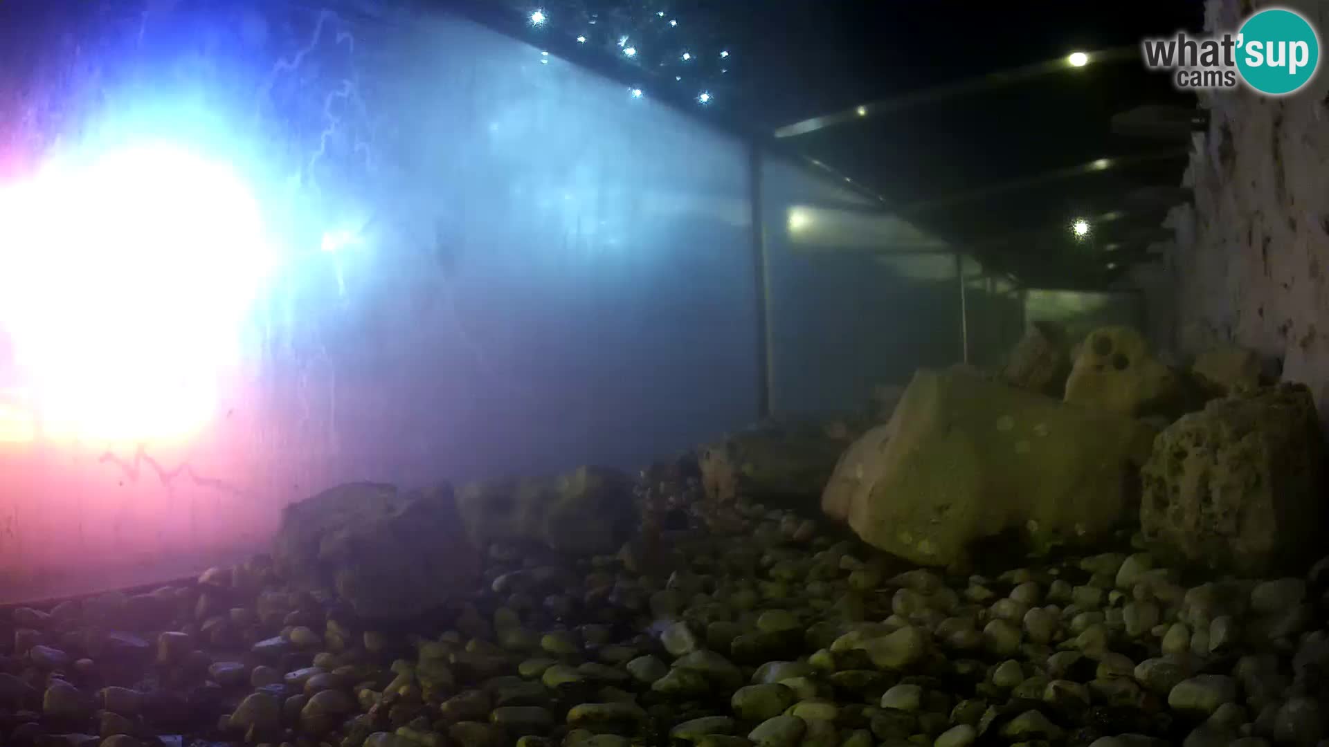 Vanjski morski akvarij Rogoznica web kamera Hrvatska