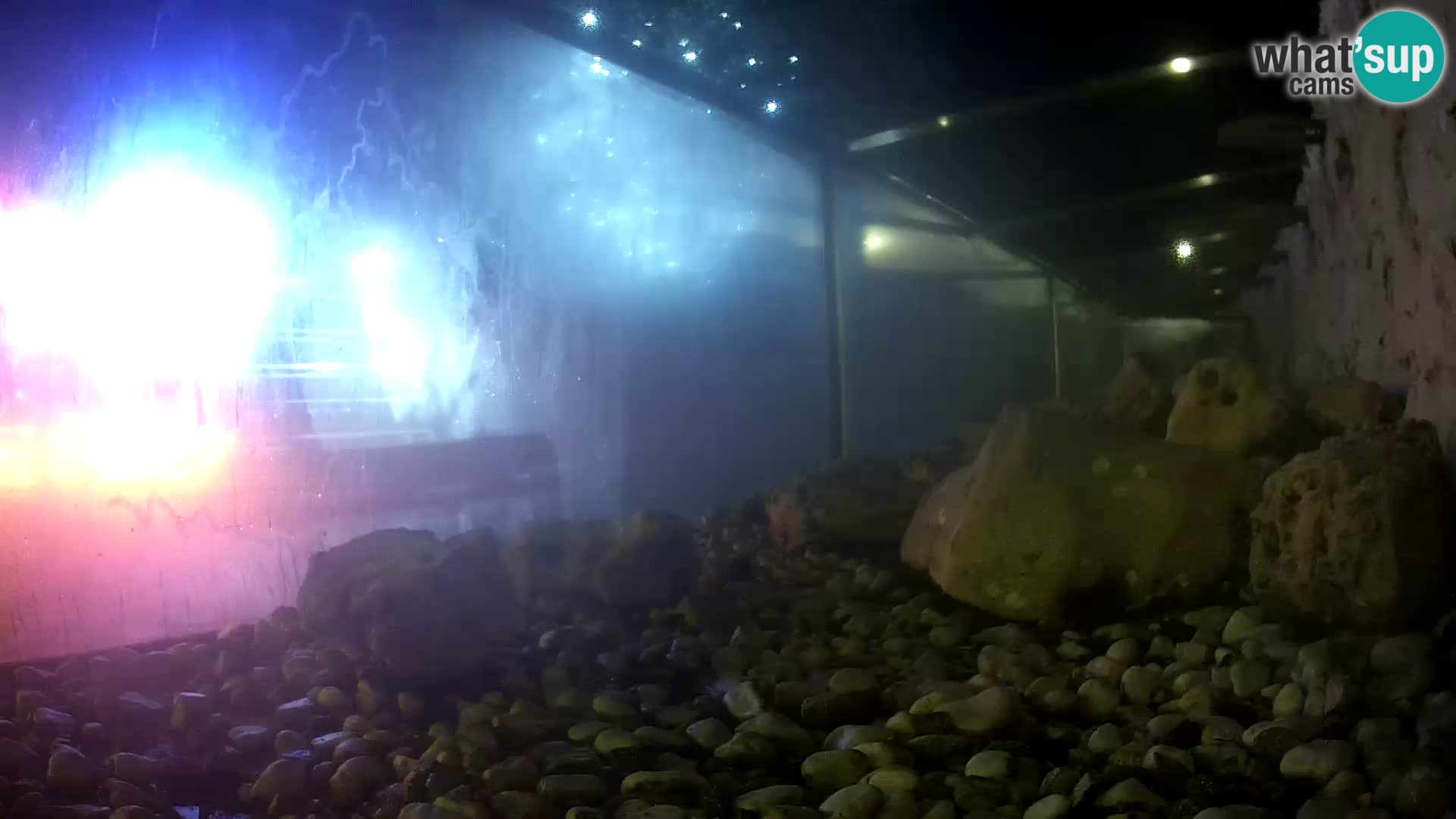 Aquario marino esterno –  Rogoznica livecam Croazia