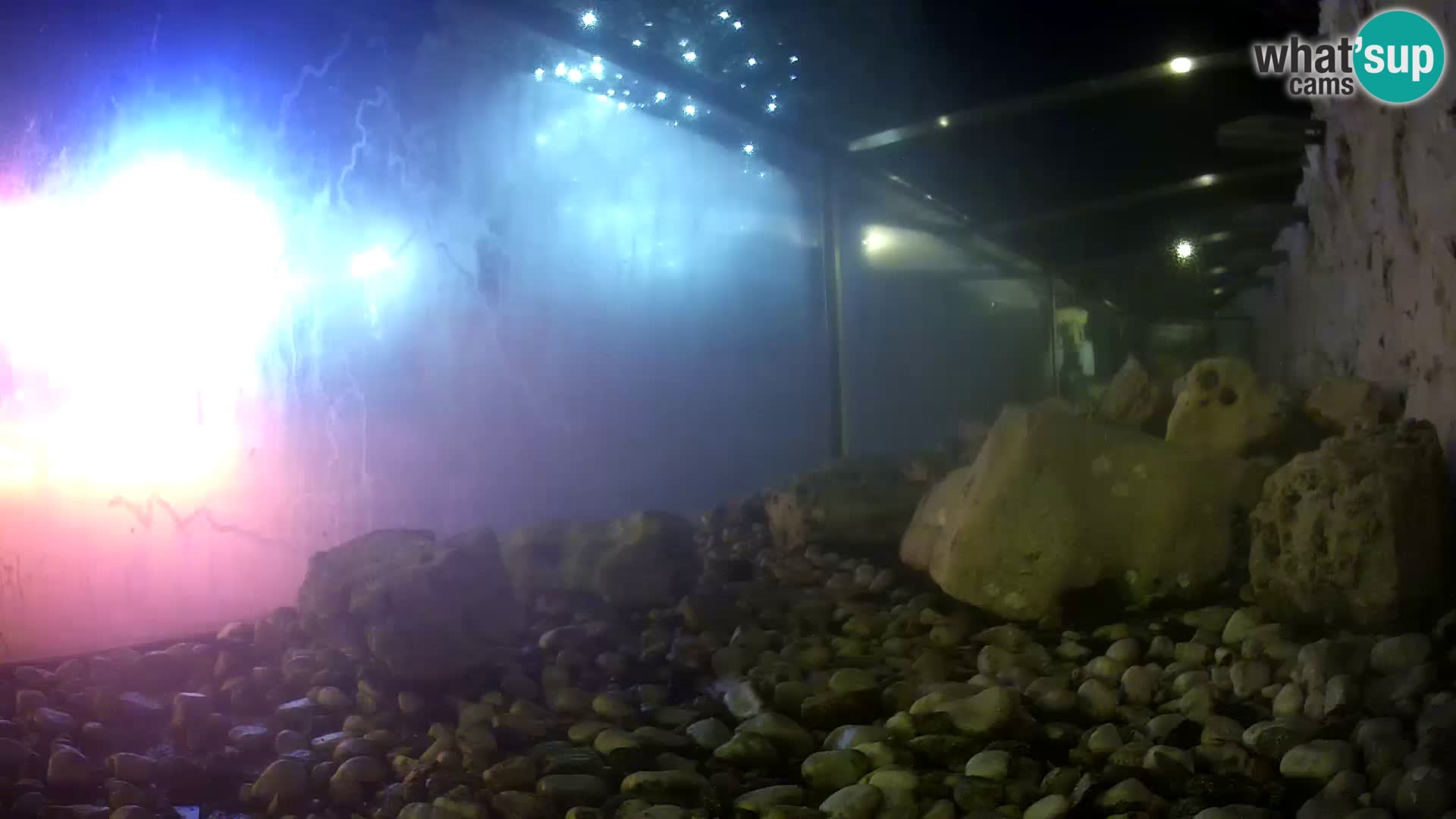 Zunanji morski akvarij Rogoznica spletna kamera Hrvaška