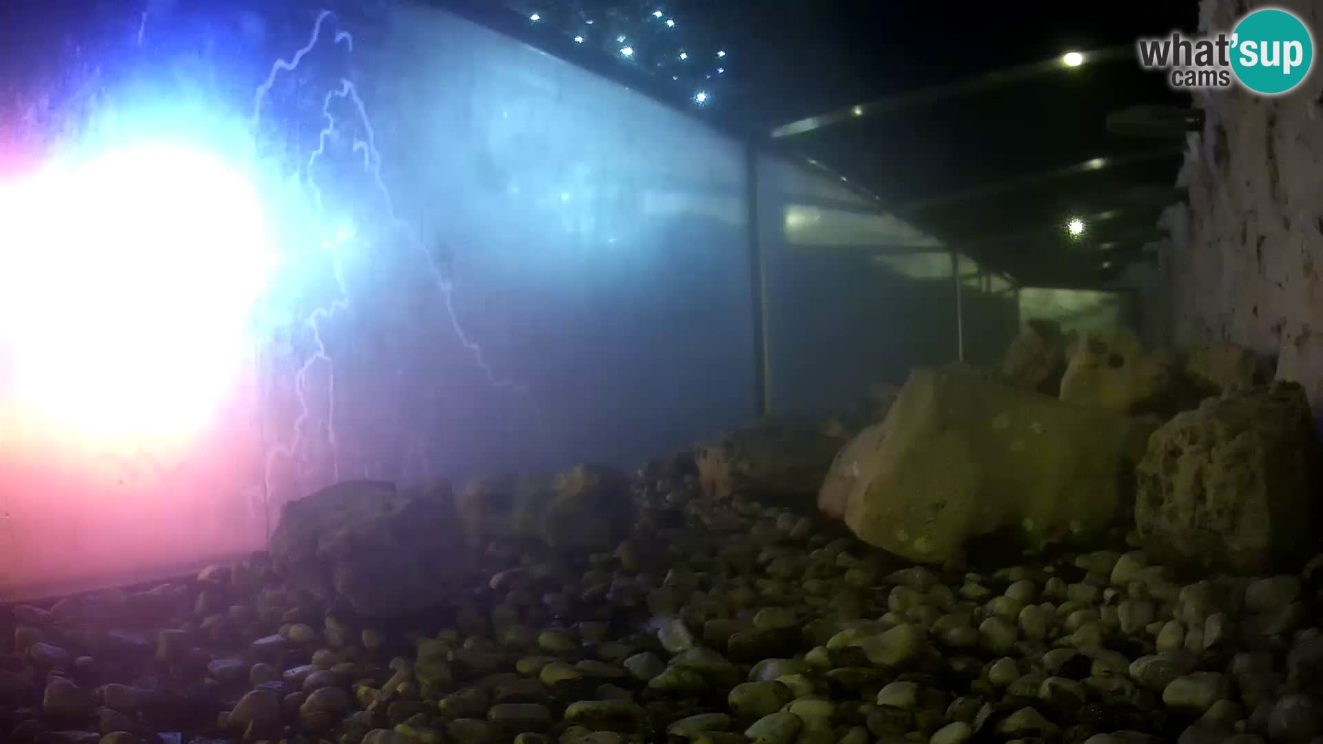 Zunanji morski akvarij Rogoznica spletna kamera Hrvaška