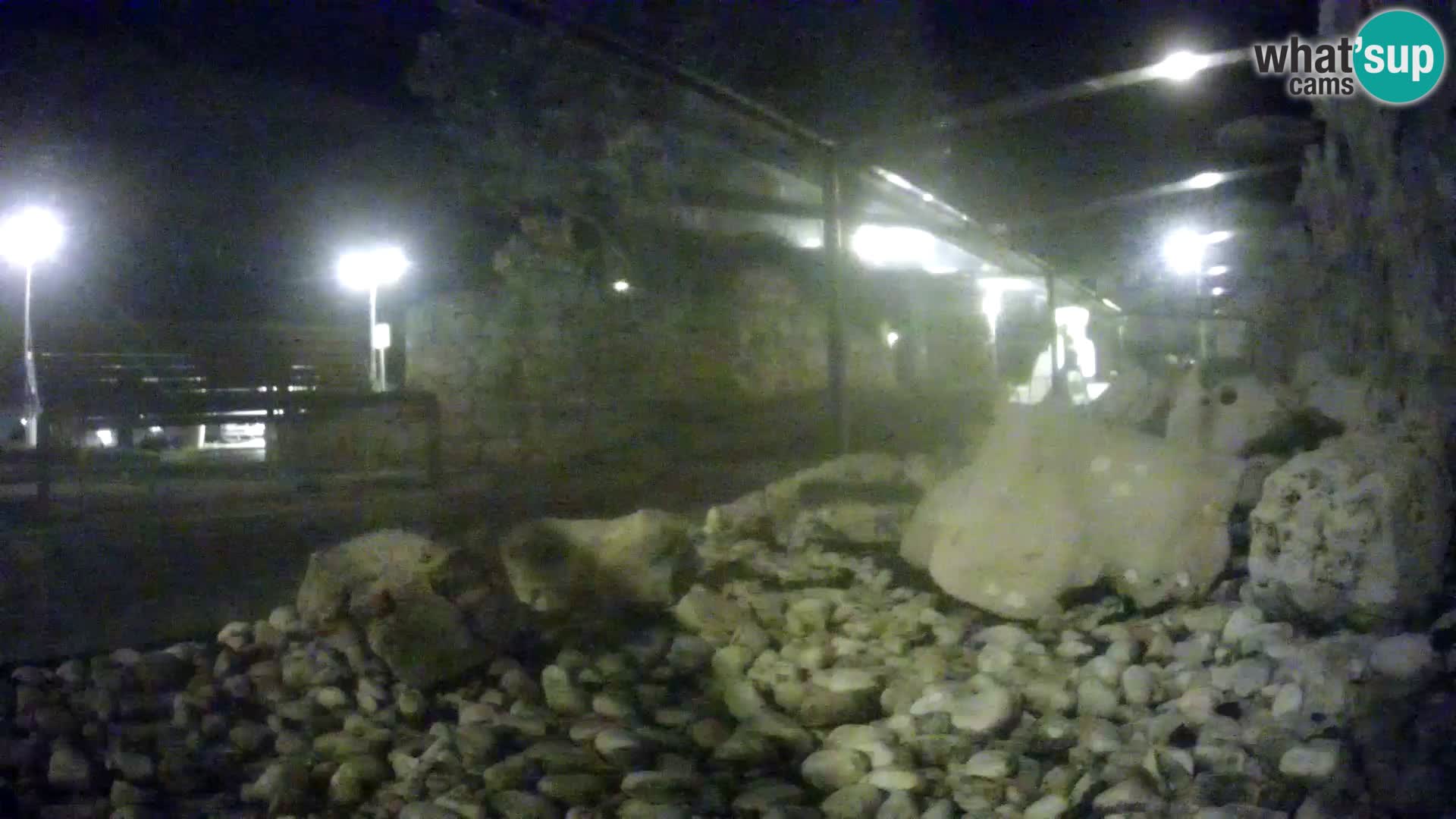 Outdoor Marine Aquarium Rogoznica webcam Croatia