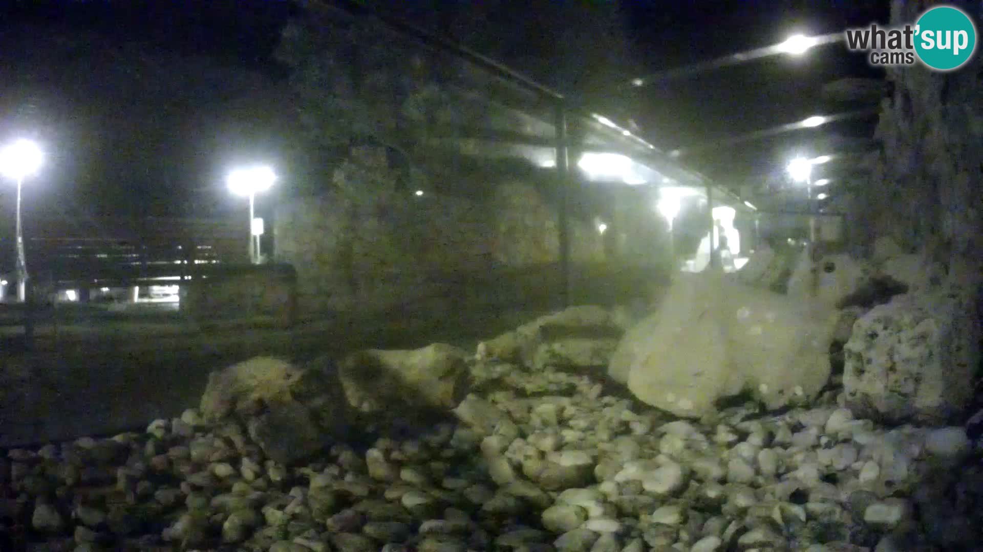 Acuario marino al aire libre Rogoznica webcam Croacia