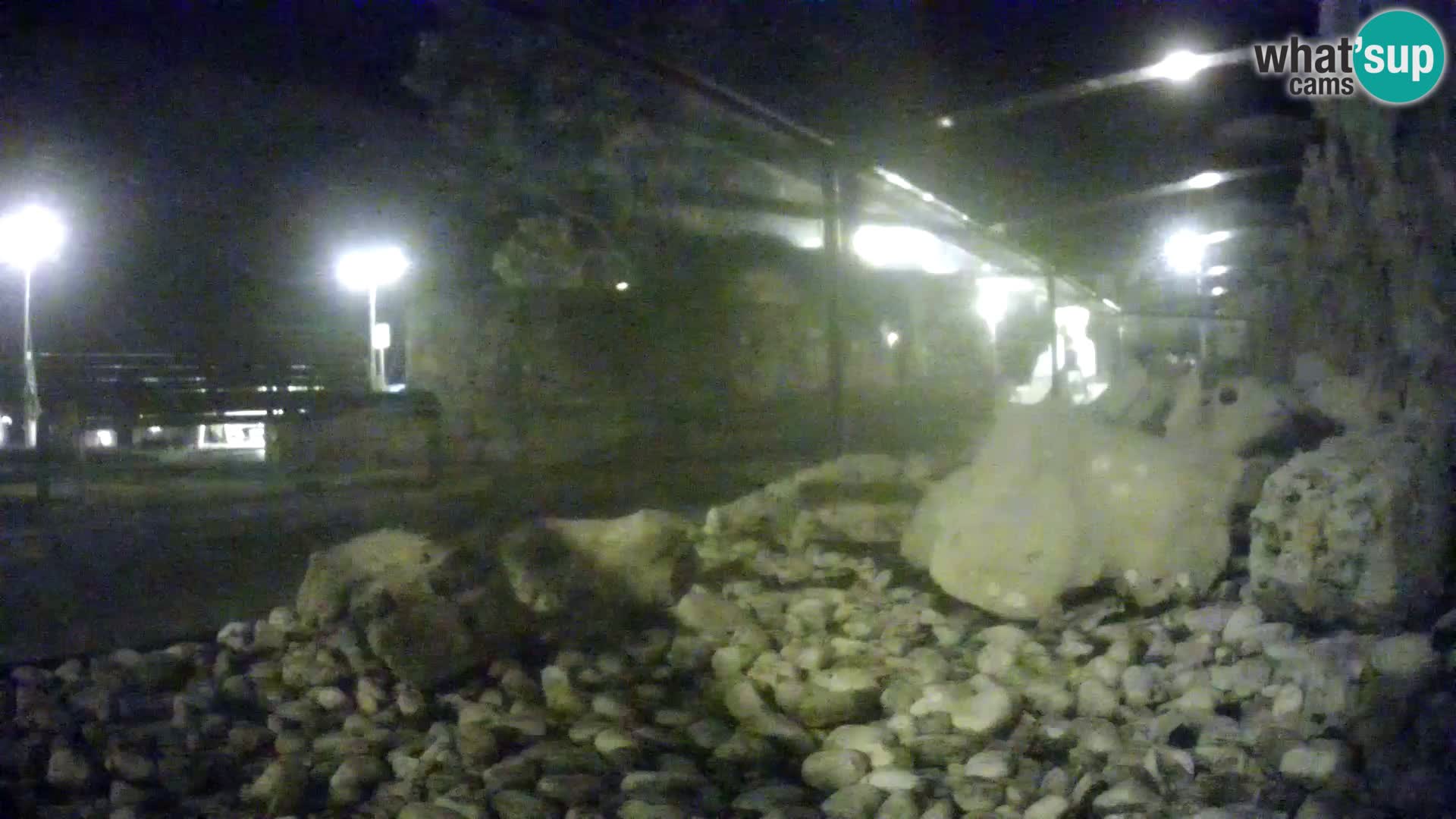 Webcam de l’aquarium marin extérieur de Rogoznica Croatie