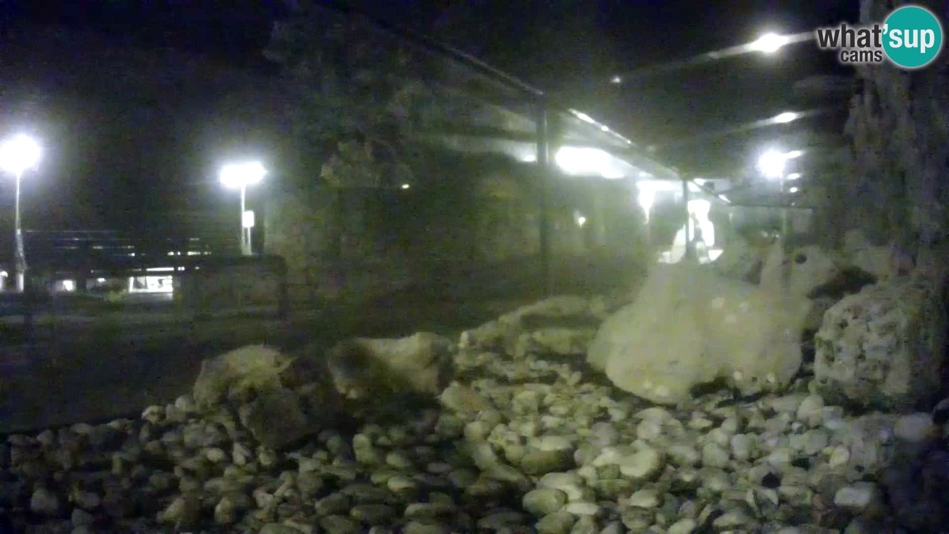 Zunanji morski akvarij Rogoznica spletna kamera Hrvaška