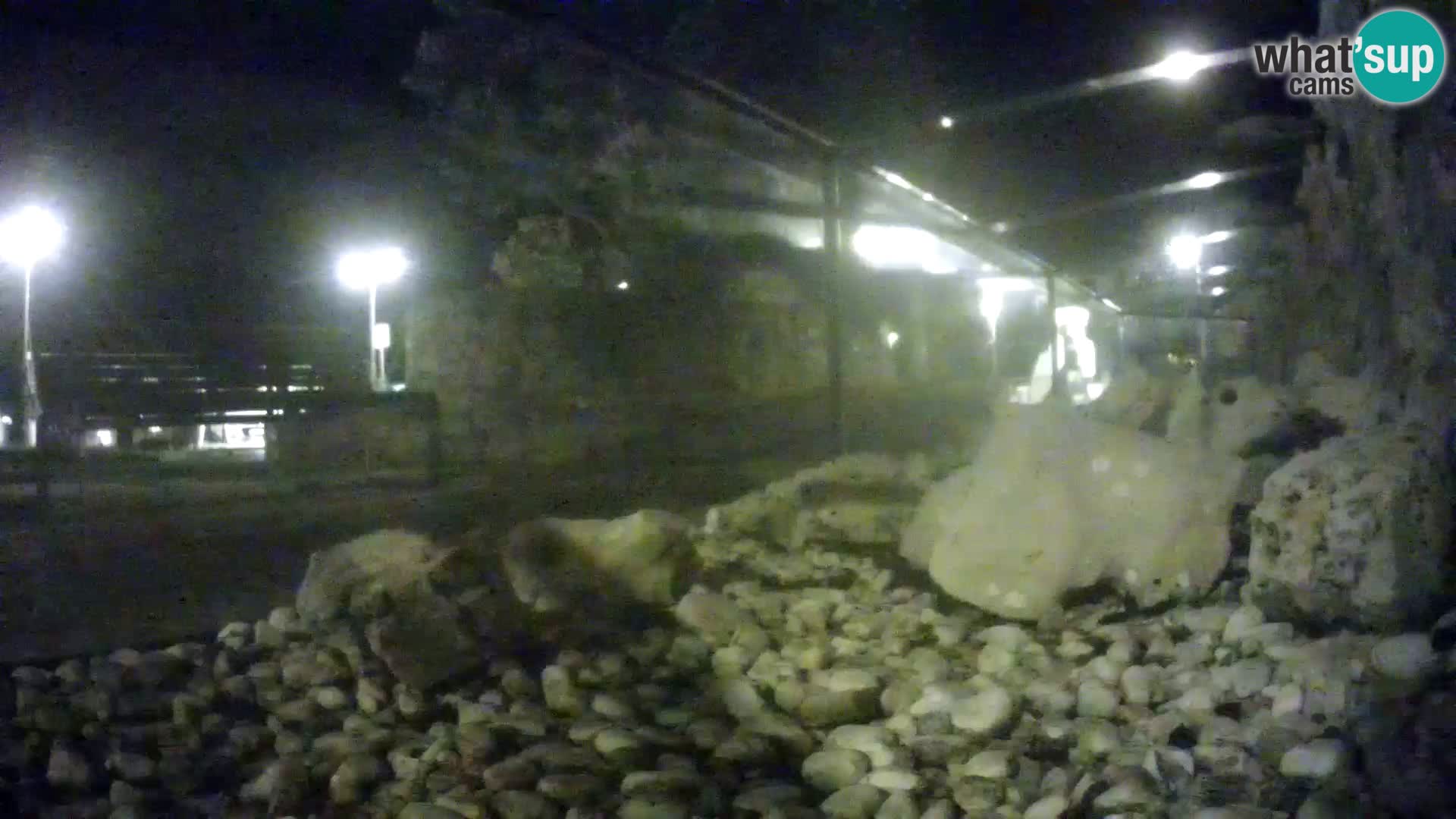 Aquario marino esterno –  Rogoznica livecam Croazia