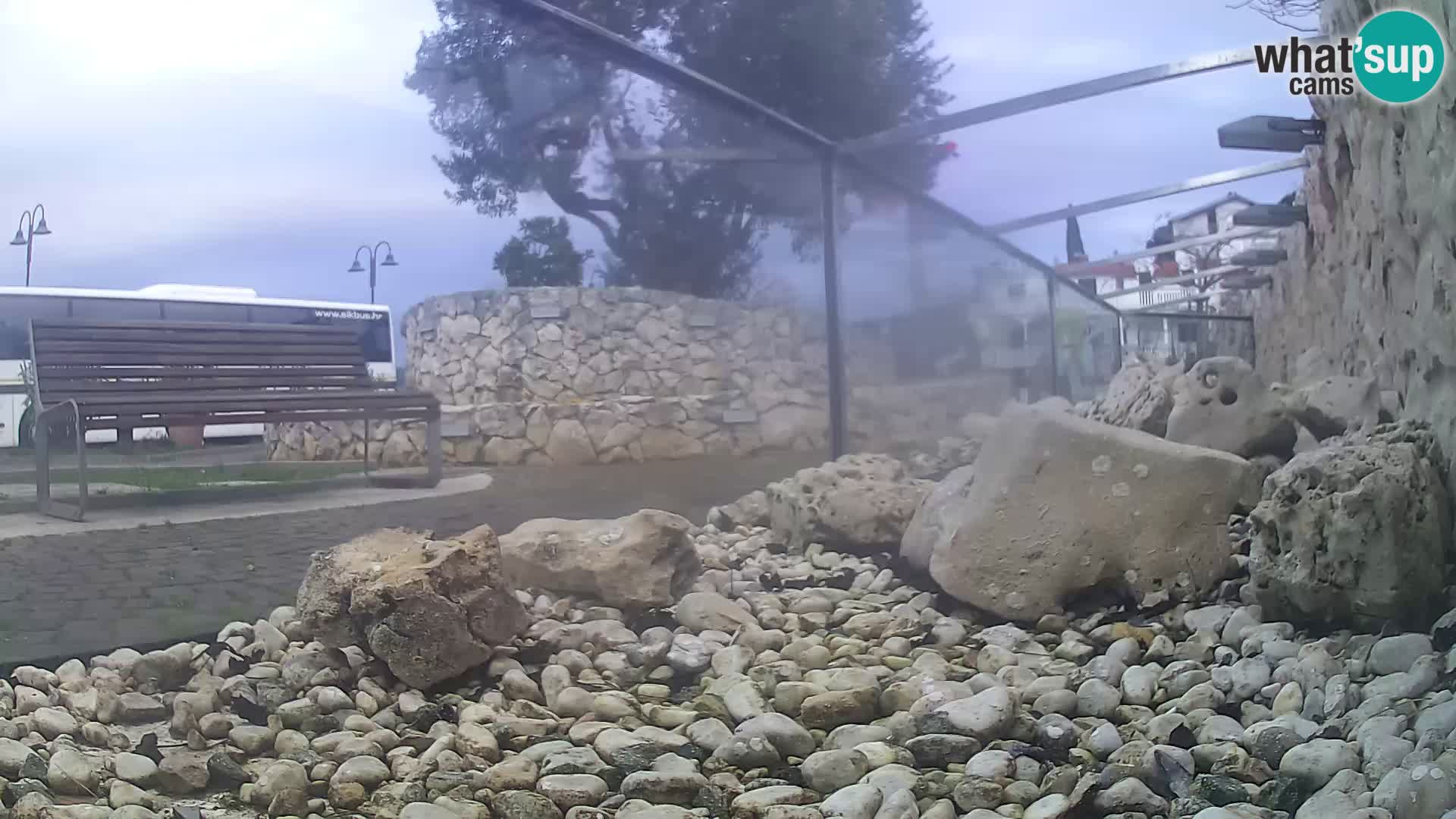 Acuario marino al aire libre Rogoznica webcam Croacia