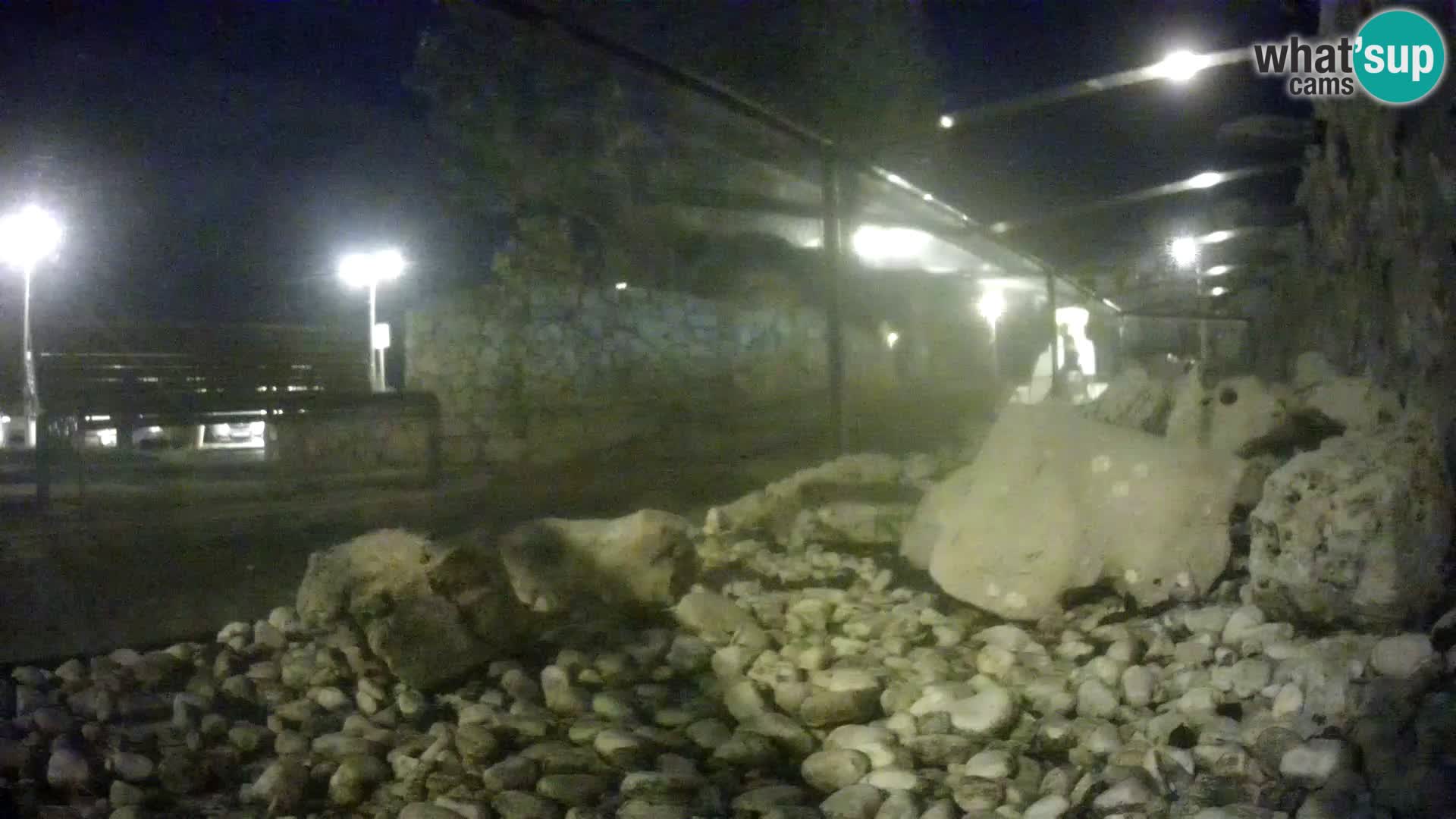 Zunanji morski akvarij Rogoznica spletna kamera Hrvaška