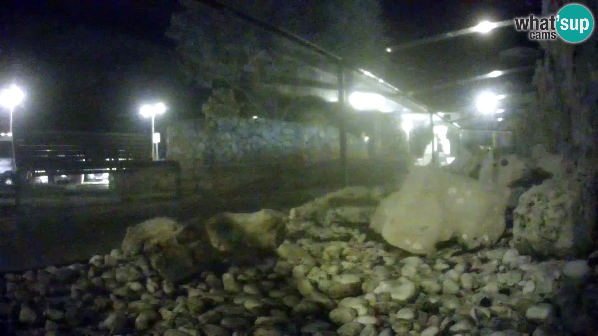 Aquario marino esterno –  Rogoznica livecam Croazia