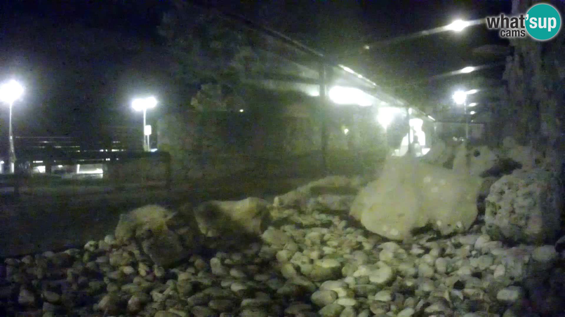 Webcam de l’aquarium marin extérieur de Rogoznica Croatie