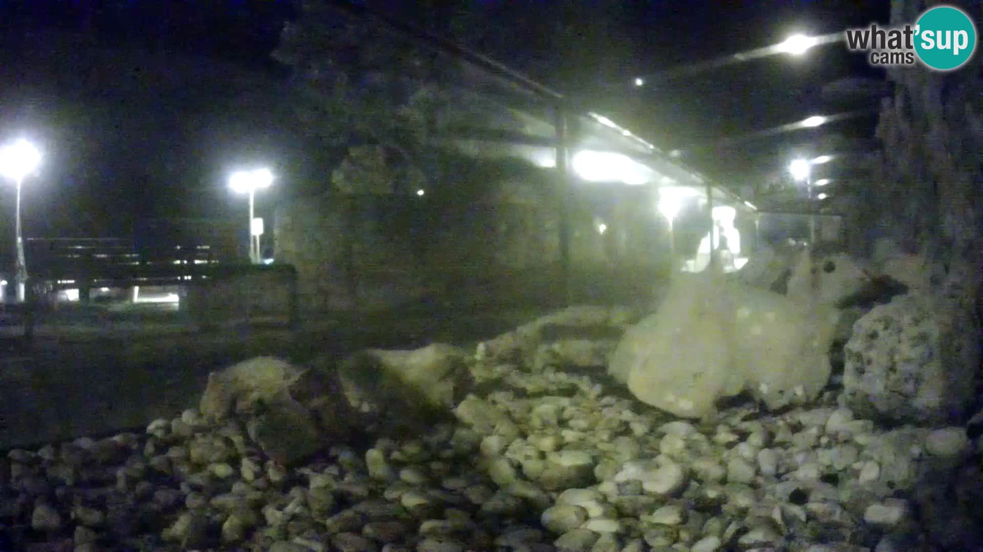 Acuario marino al aire libre Rogoznica webcam Croacia