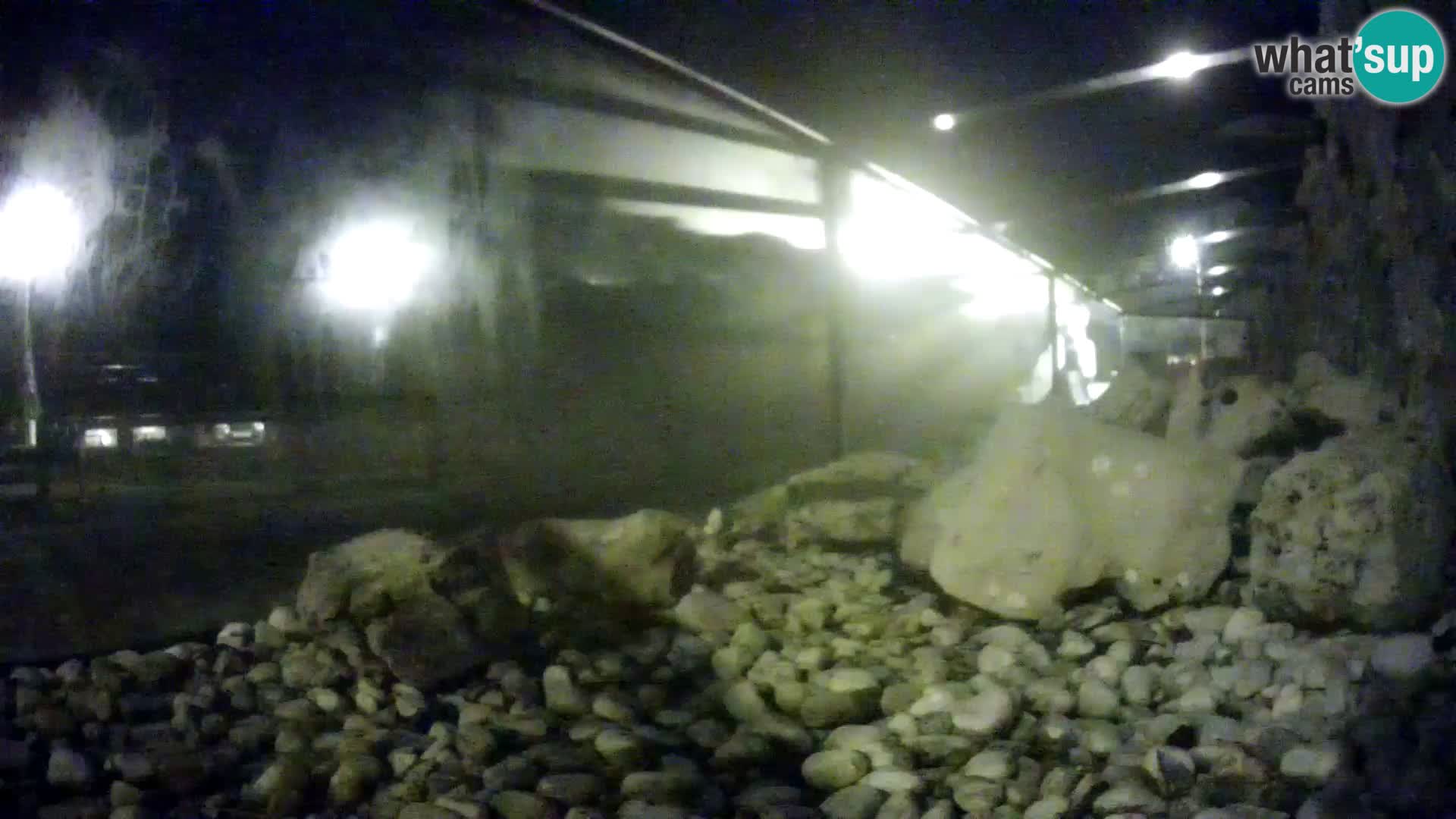 Outdoor Marine Aquarium Rogoznica webcam Croatia