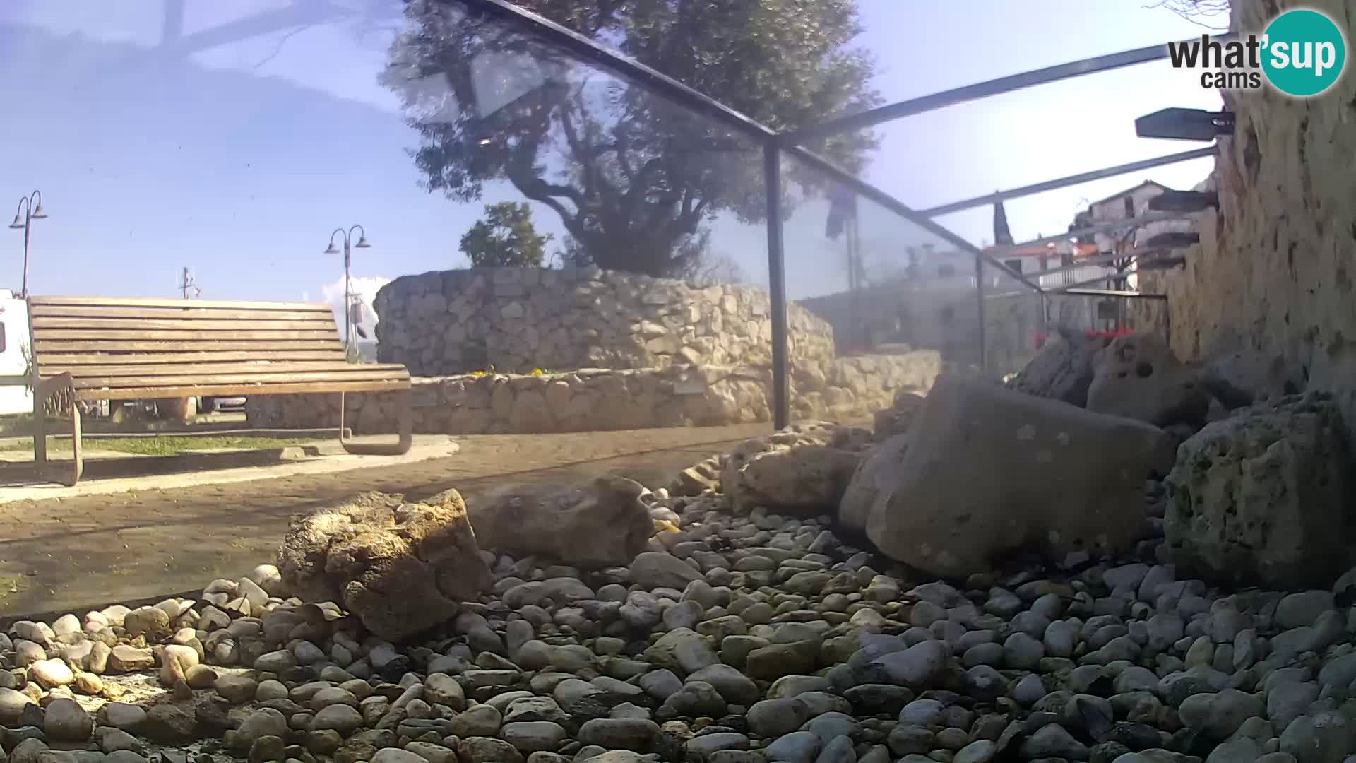 Aquario marino esterno – Rogoznica livecam Croazia