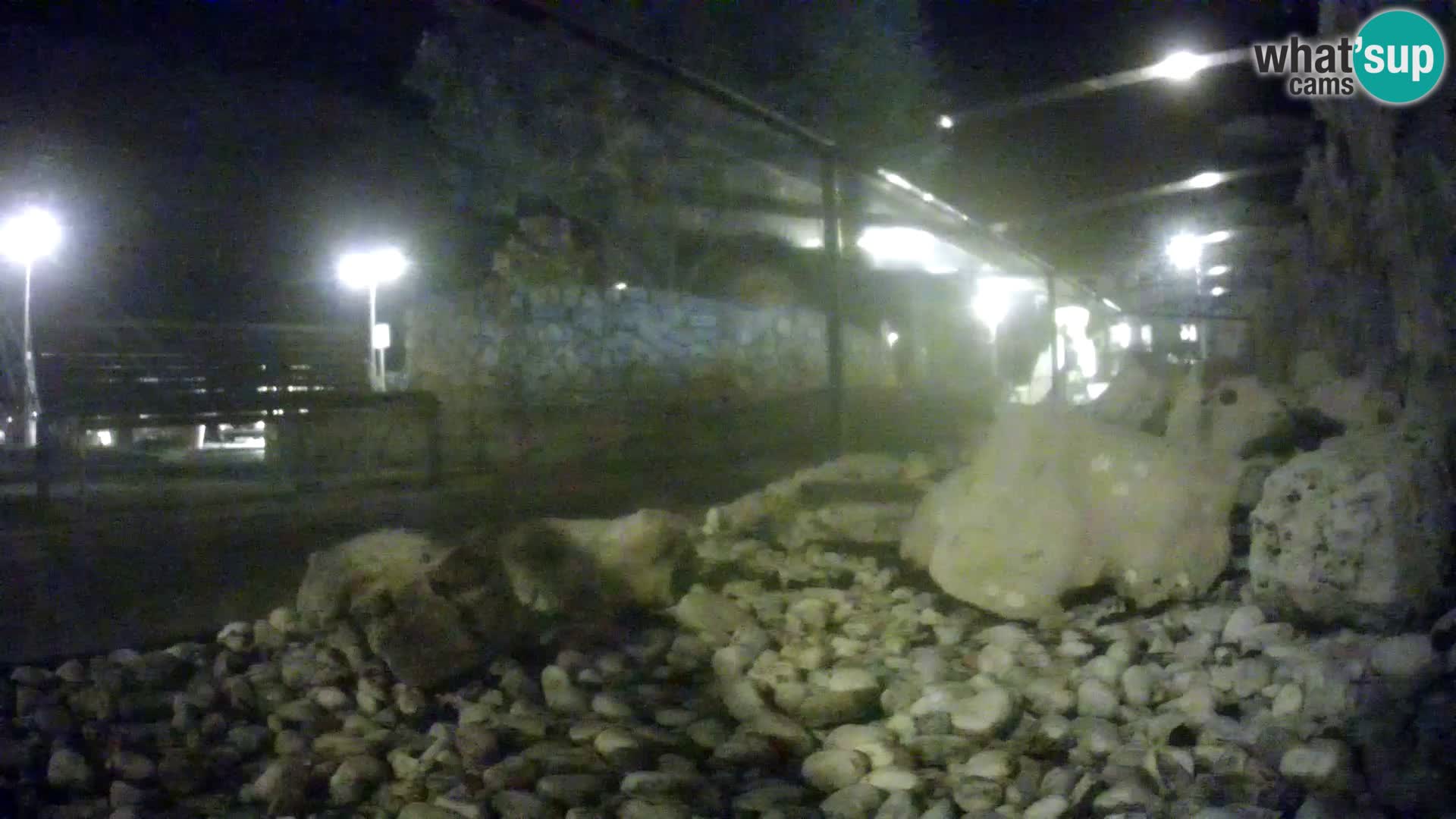 Vanjski morski akvarij Rogoznica web kamera Hrvatska