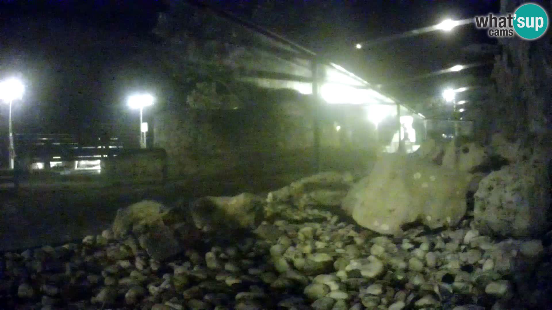 Zunanji morski akvarij Rogoznica spletna kamera Hrvaška