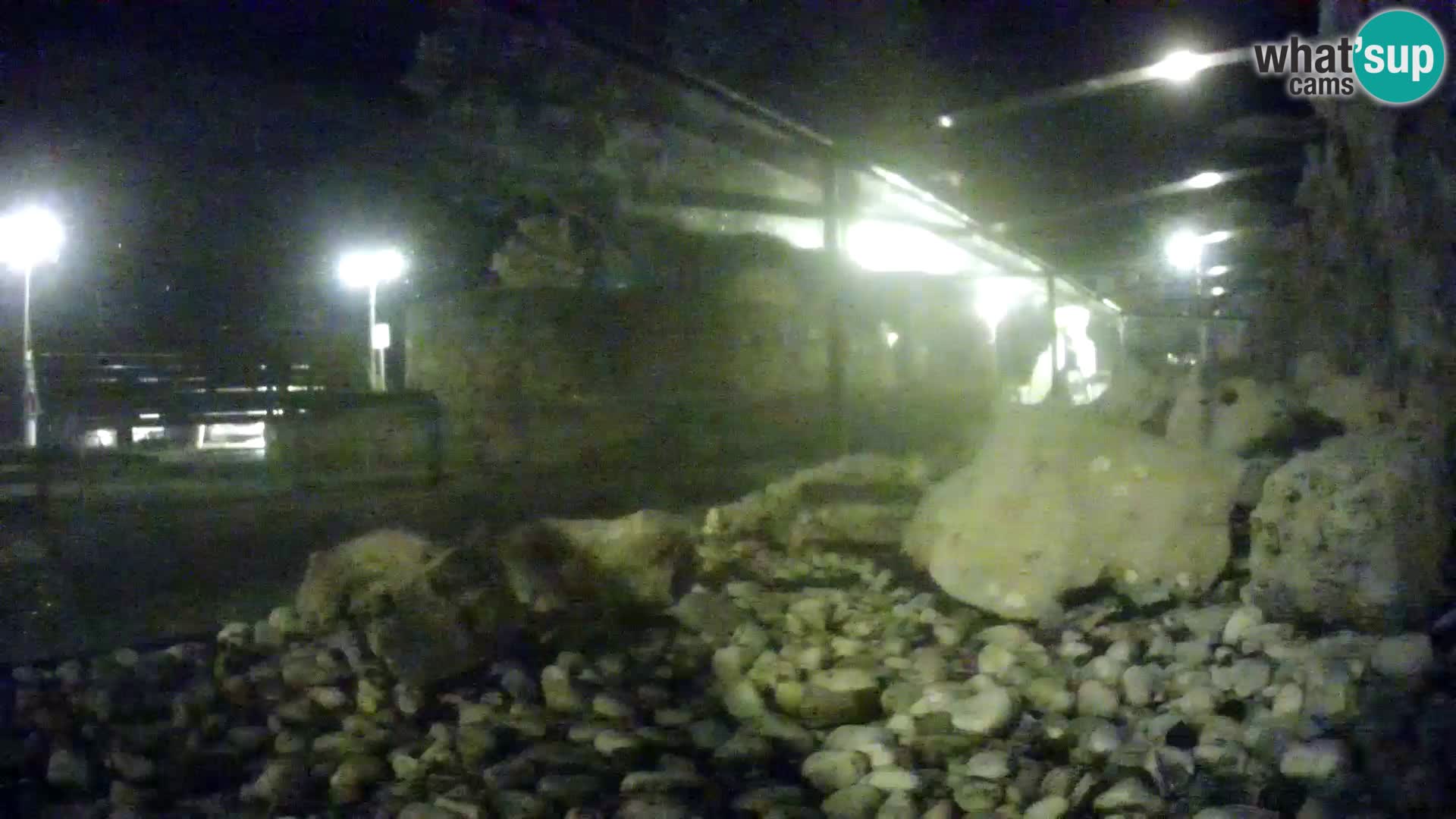 Acuario marino al aire libre Rogoznica webcam Croacia